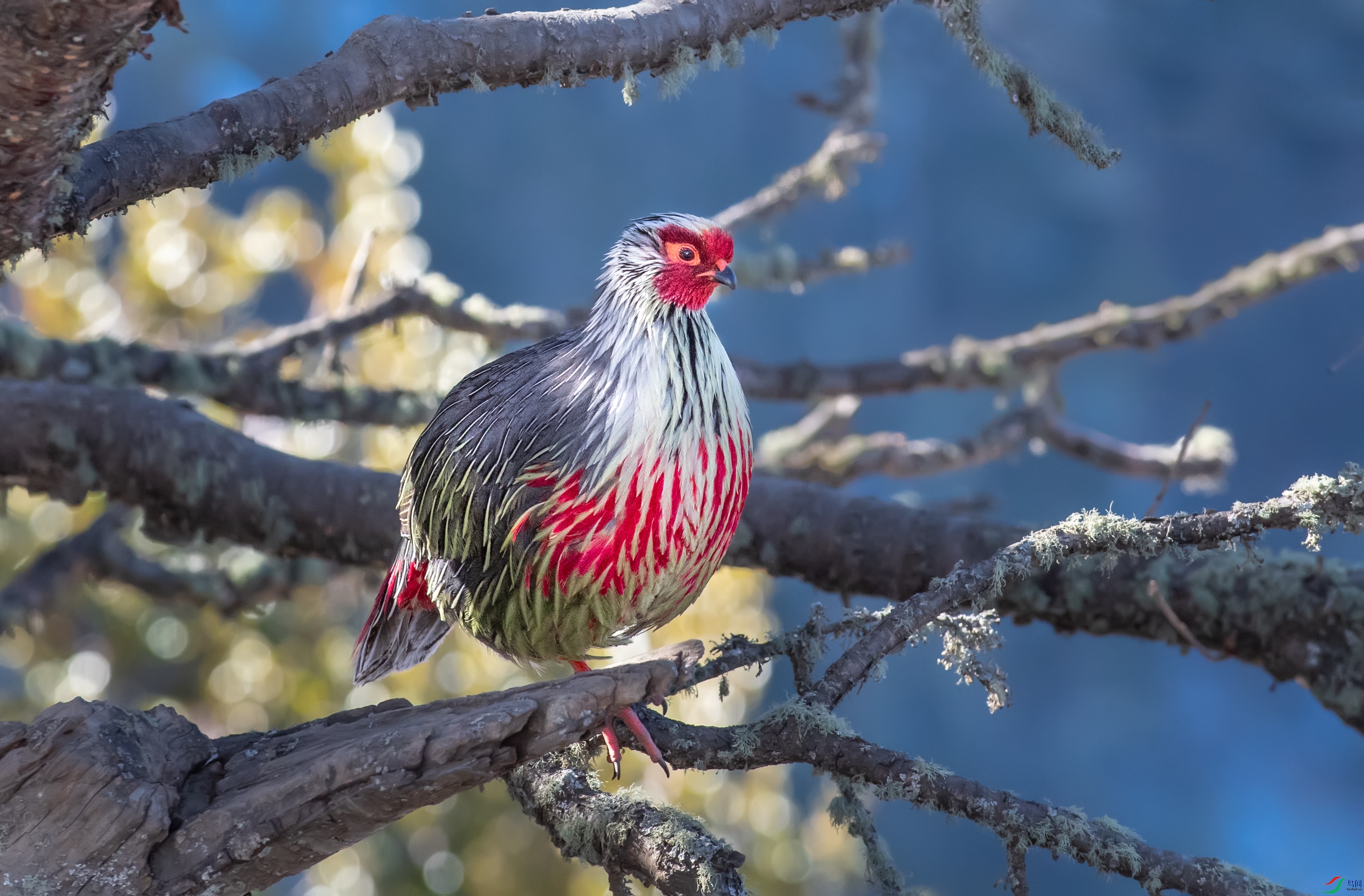 DSC_2746-1.jpg