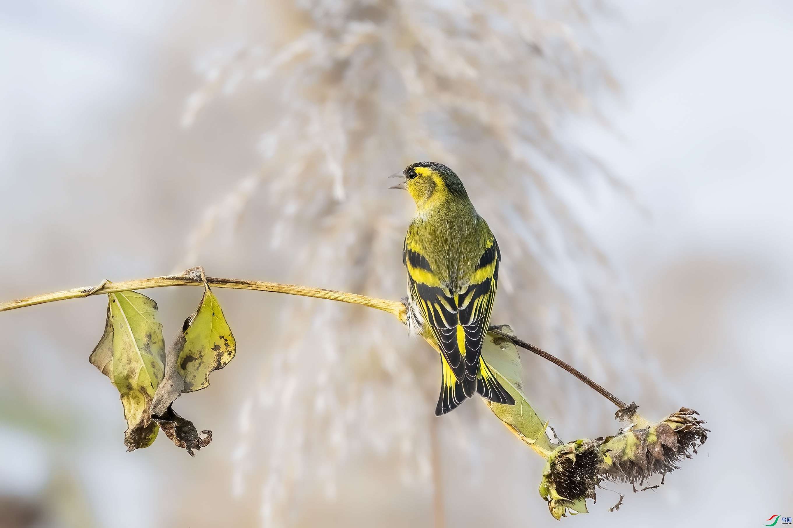 DSC_4685 ����.jpg