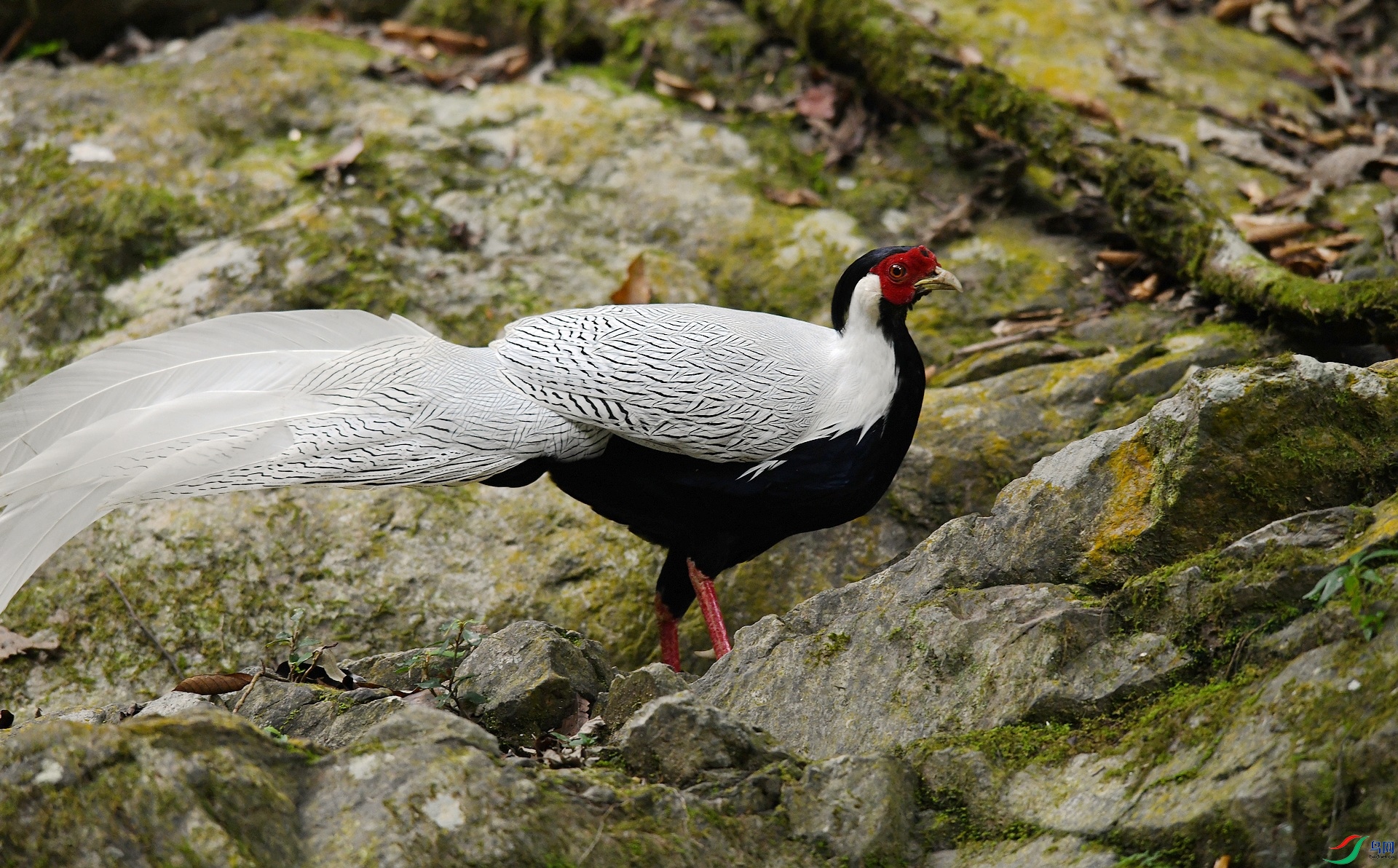 DSC_2750.jpg