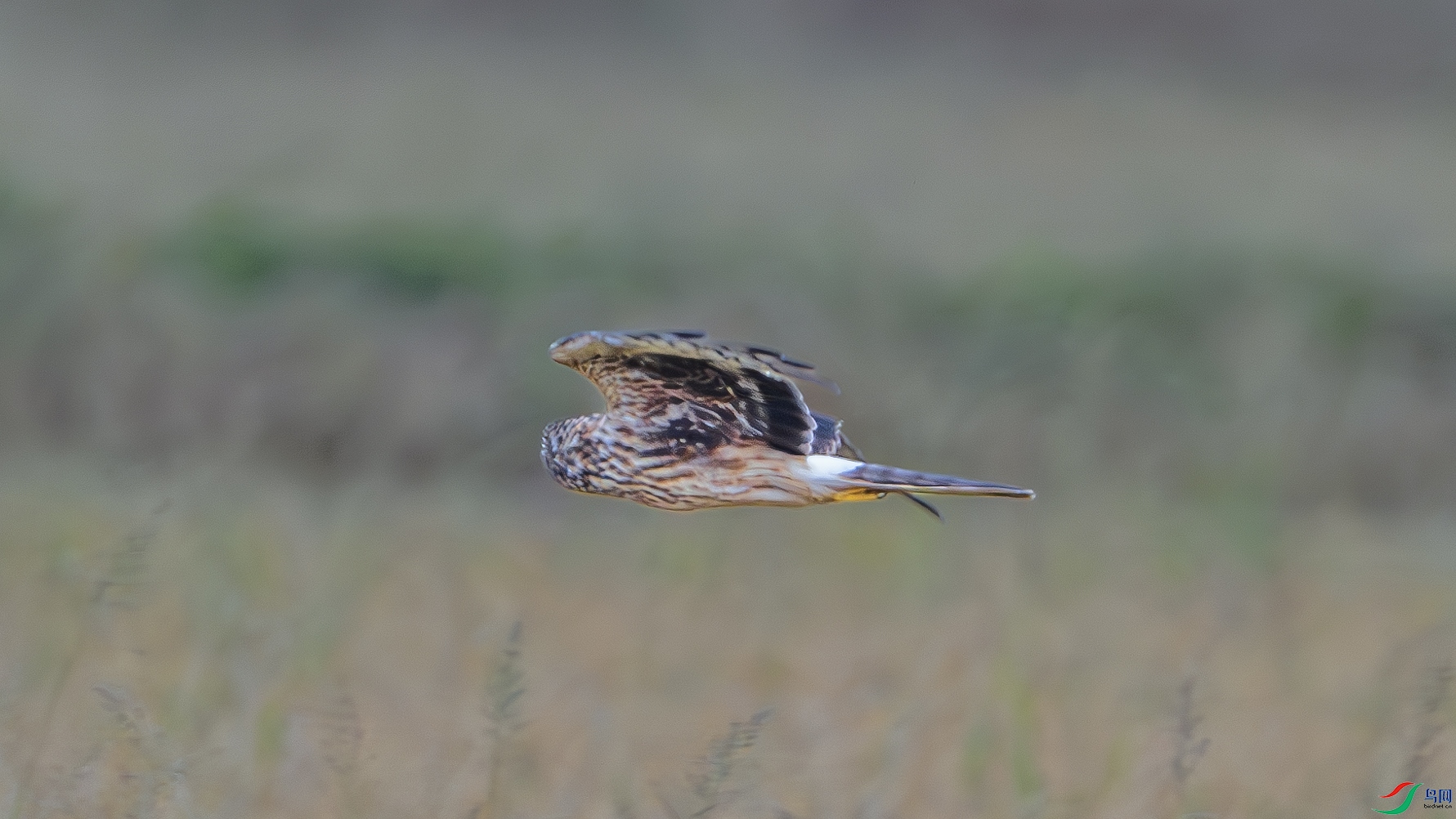 DSC_7138-����ǿ-NR ����.jpg