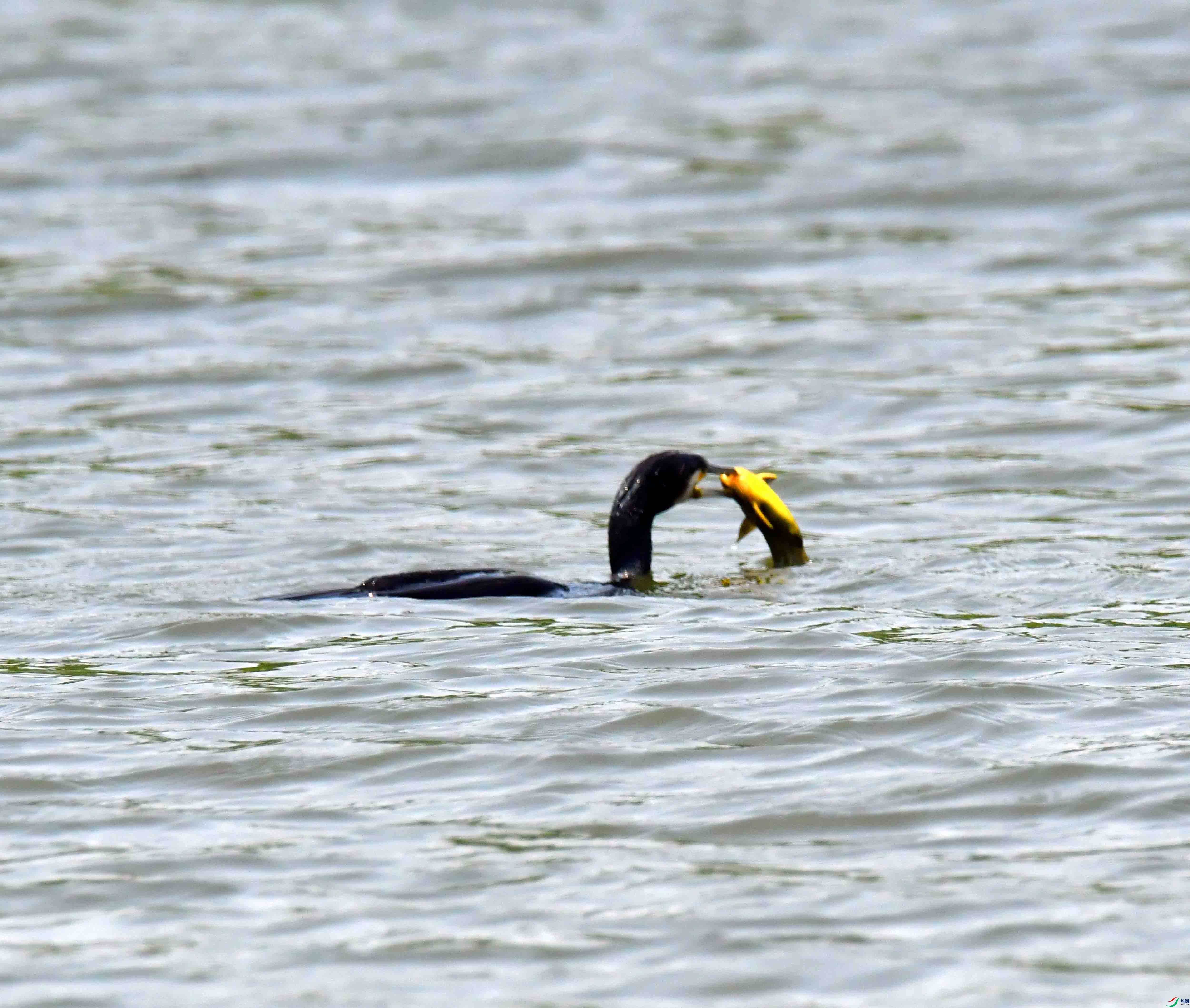 DSC_1663.JPG