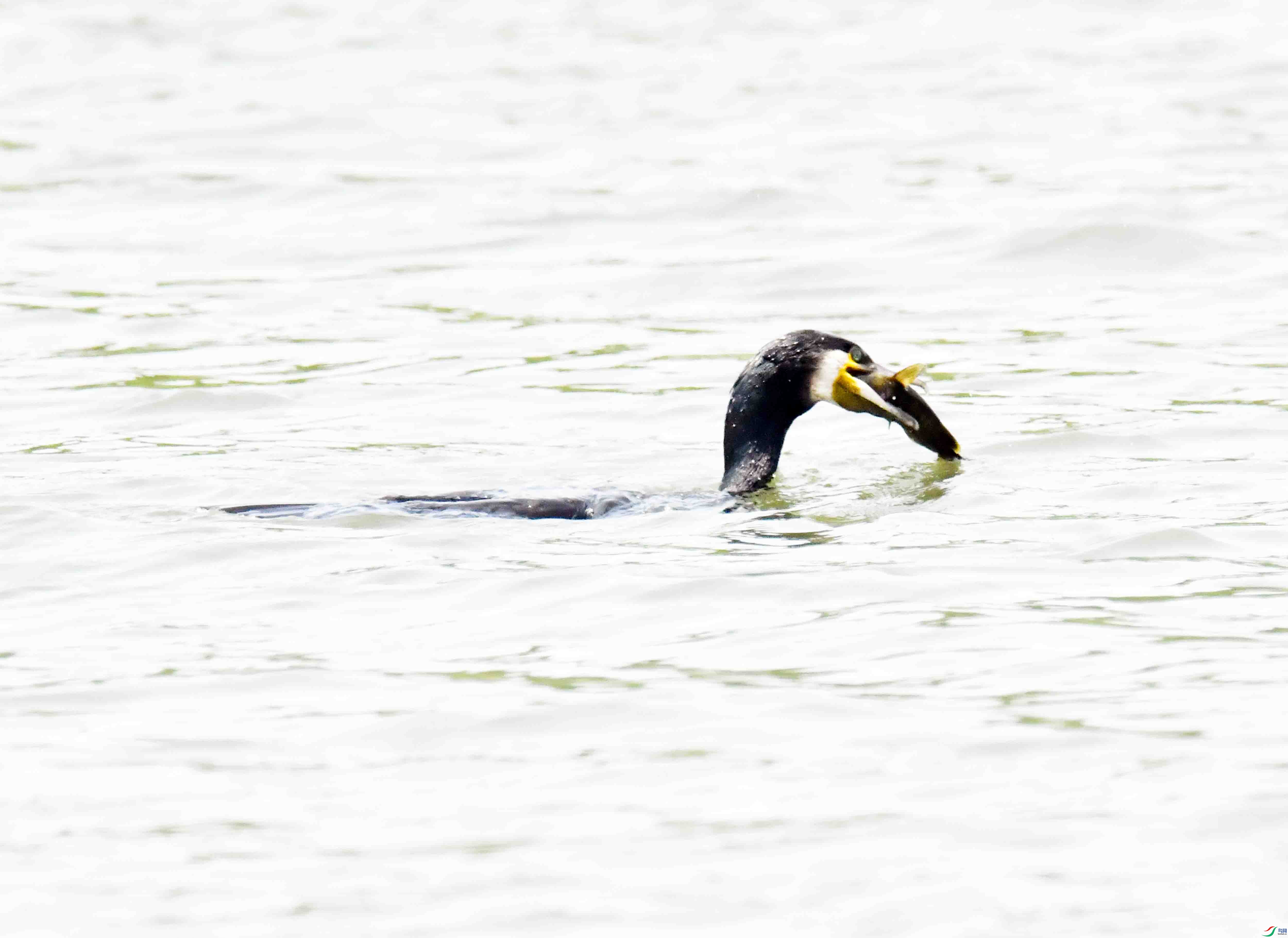 DSC_1684.JPG
