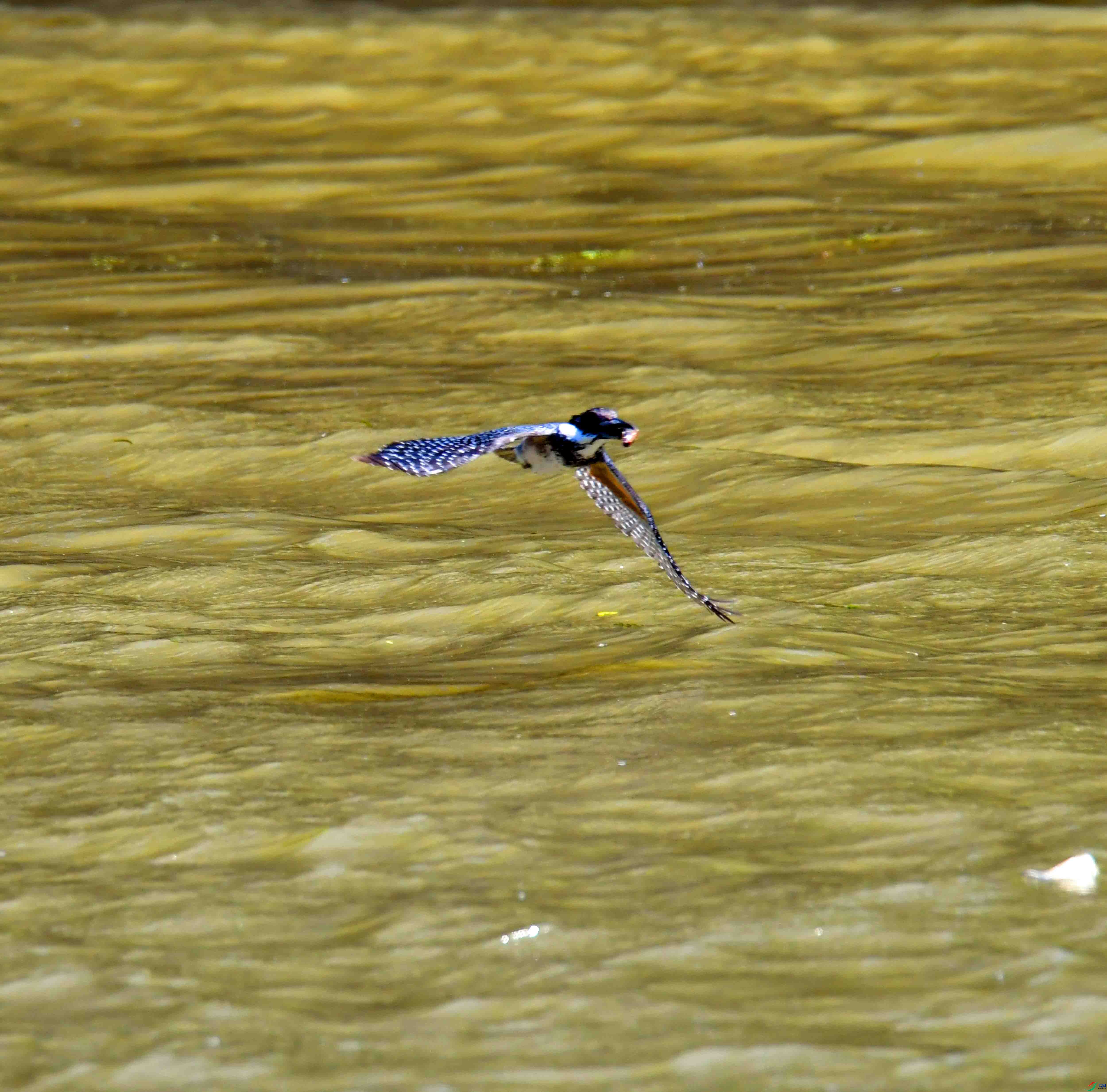 DSC_1013.JPG