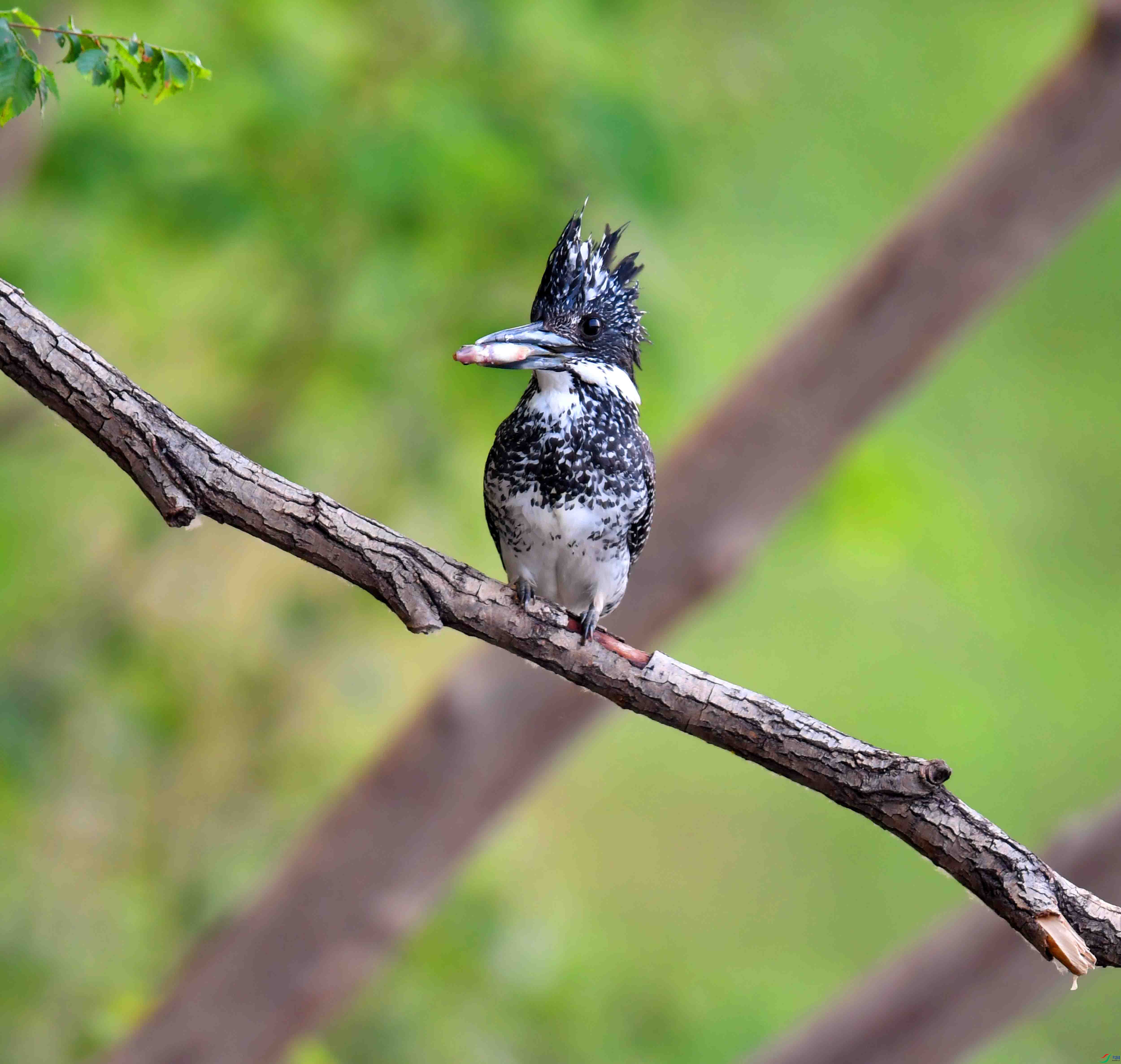 DSC_1105.JPG