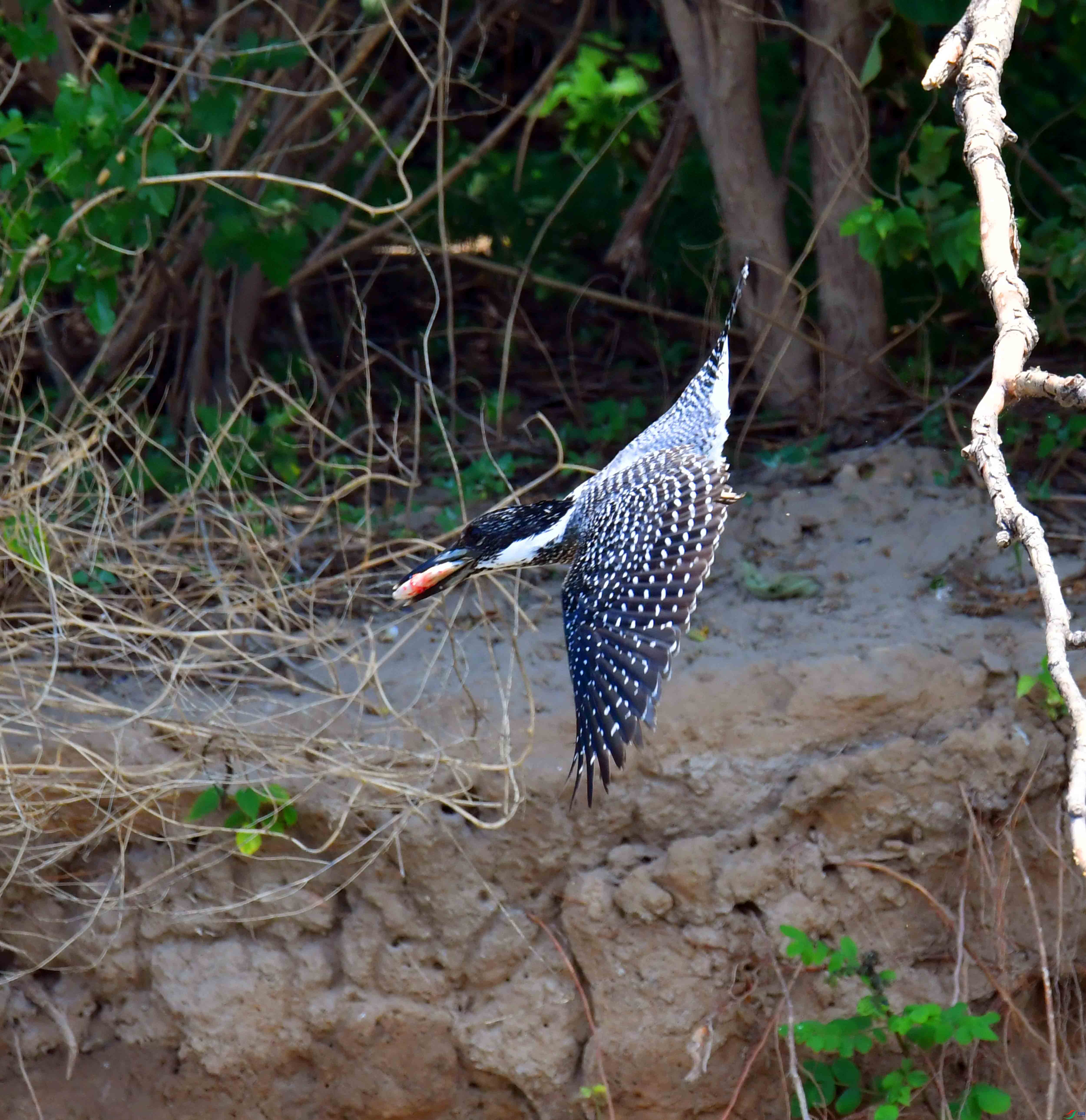 DSC_9683.JPG