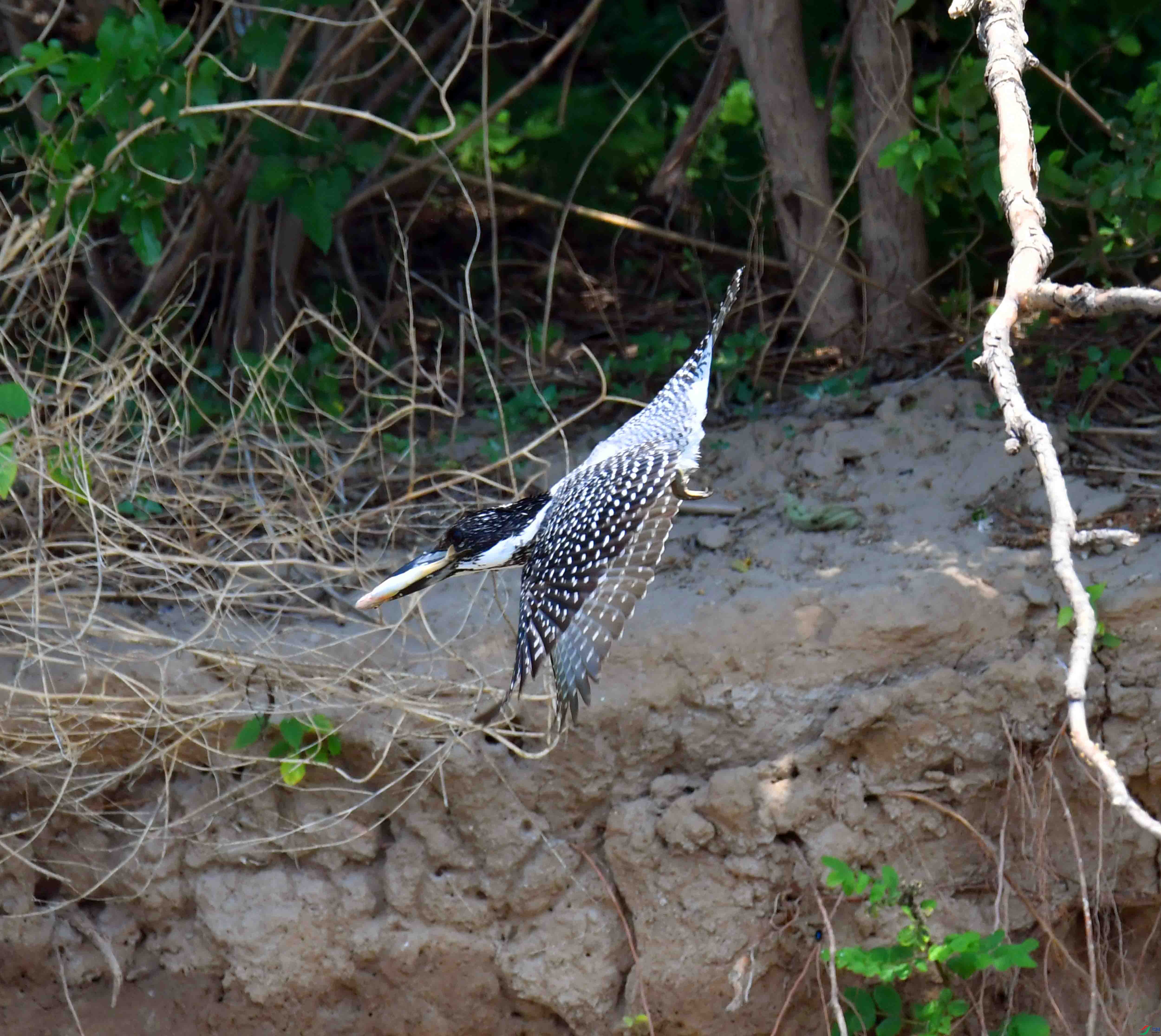 DSC_9758.JPG