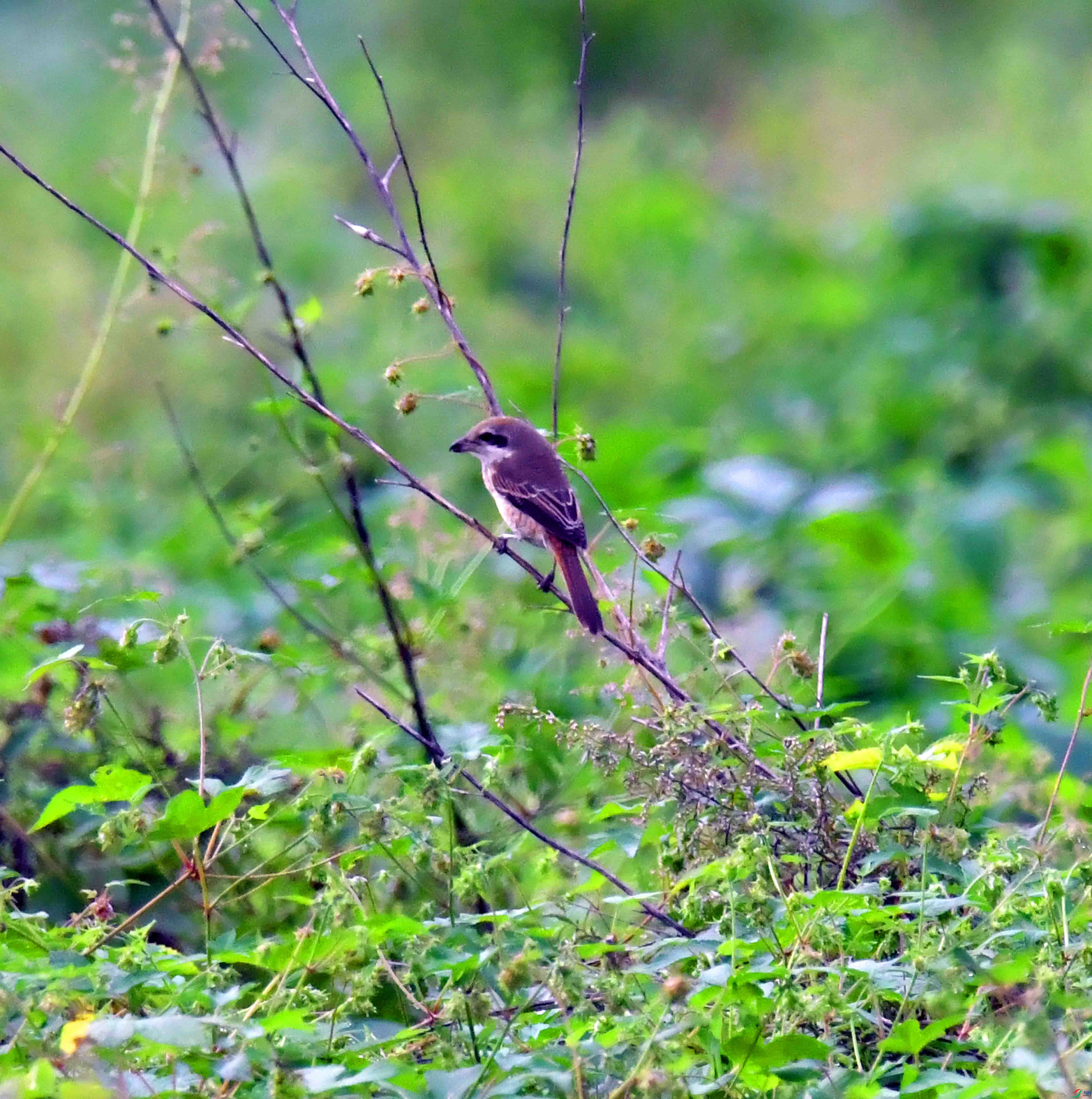 DSC_1138.JPG
