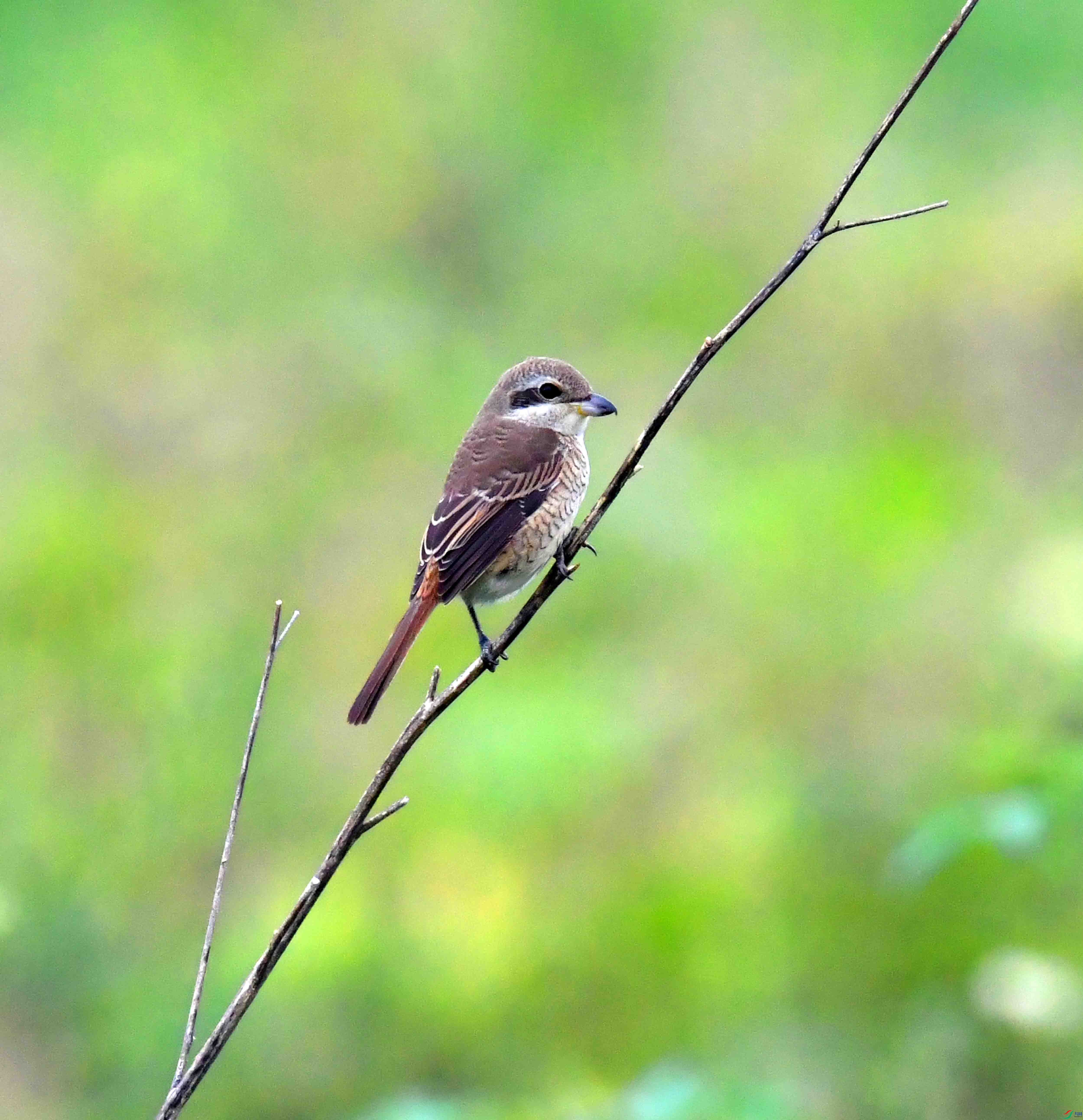 DSC_1104.JPG