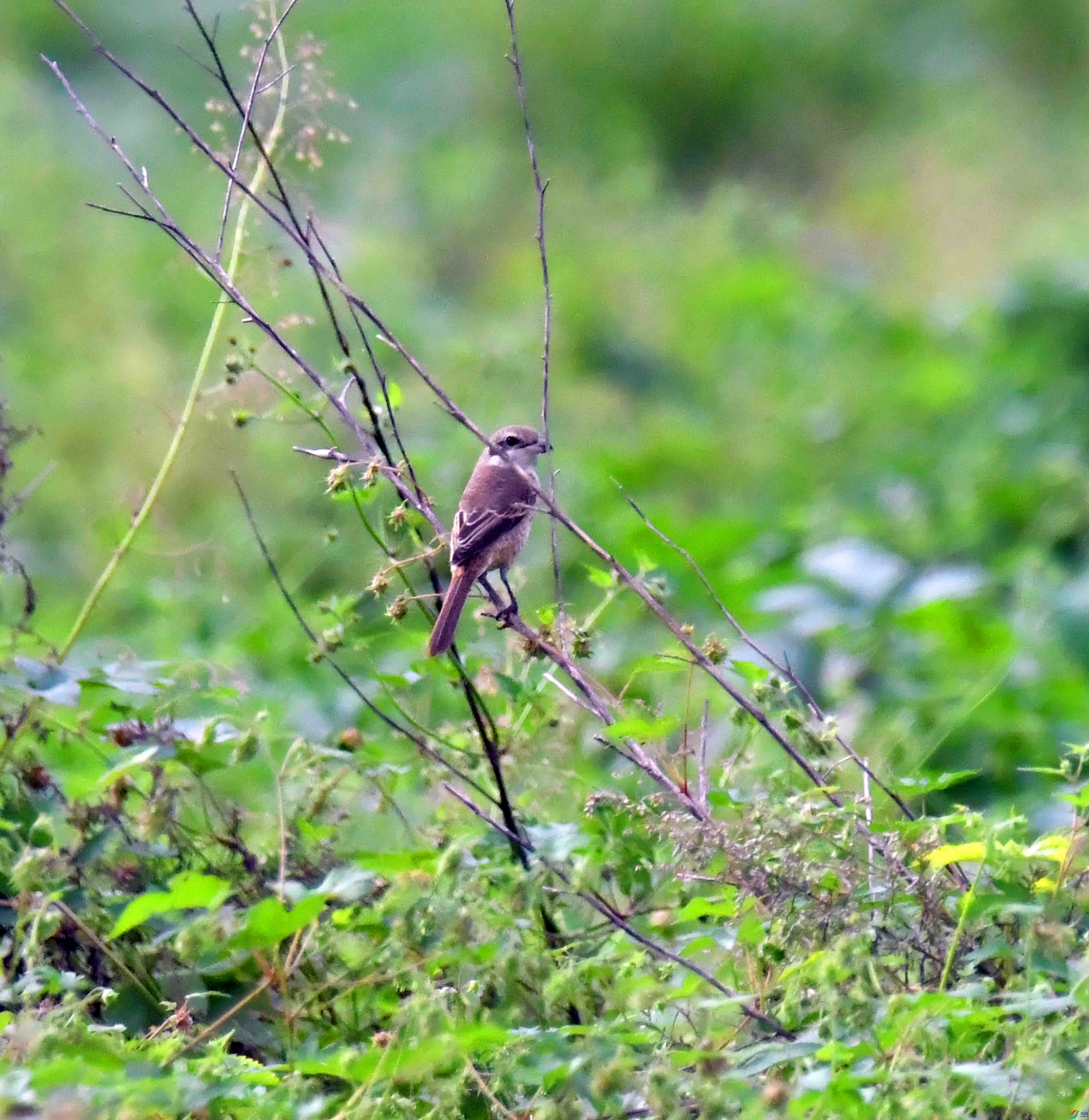 DSC_1153.JPG