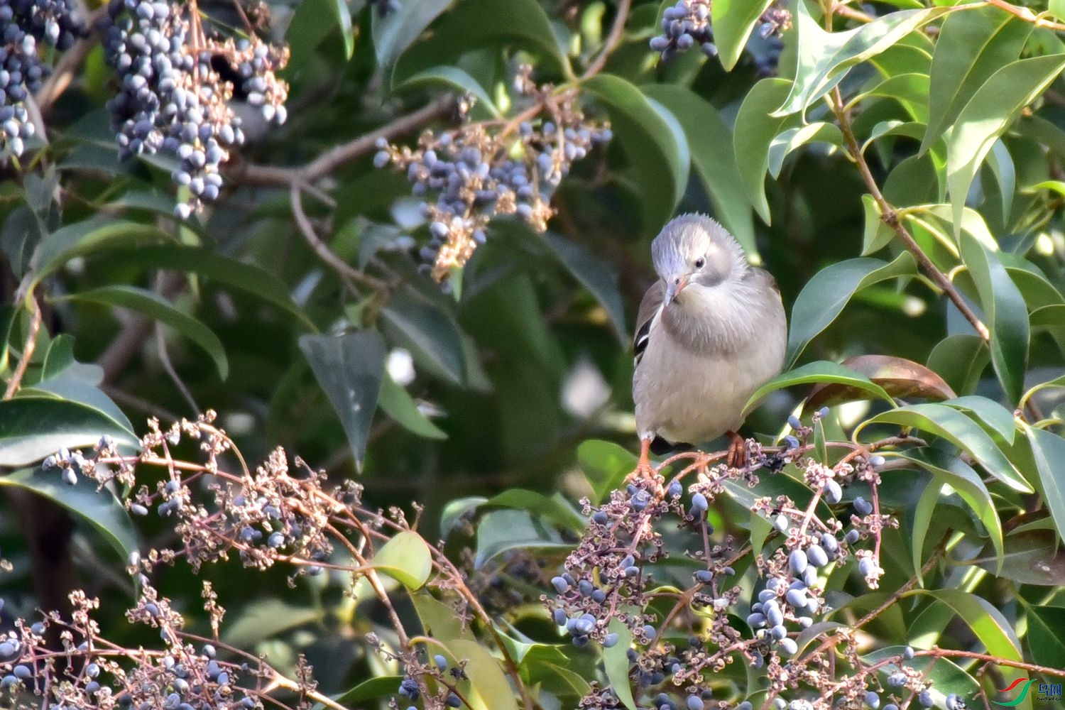 DSC_9787.JPG