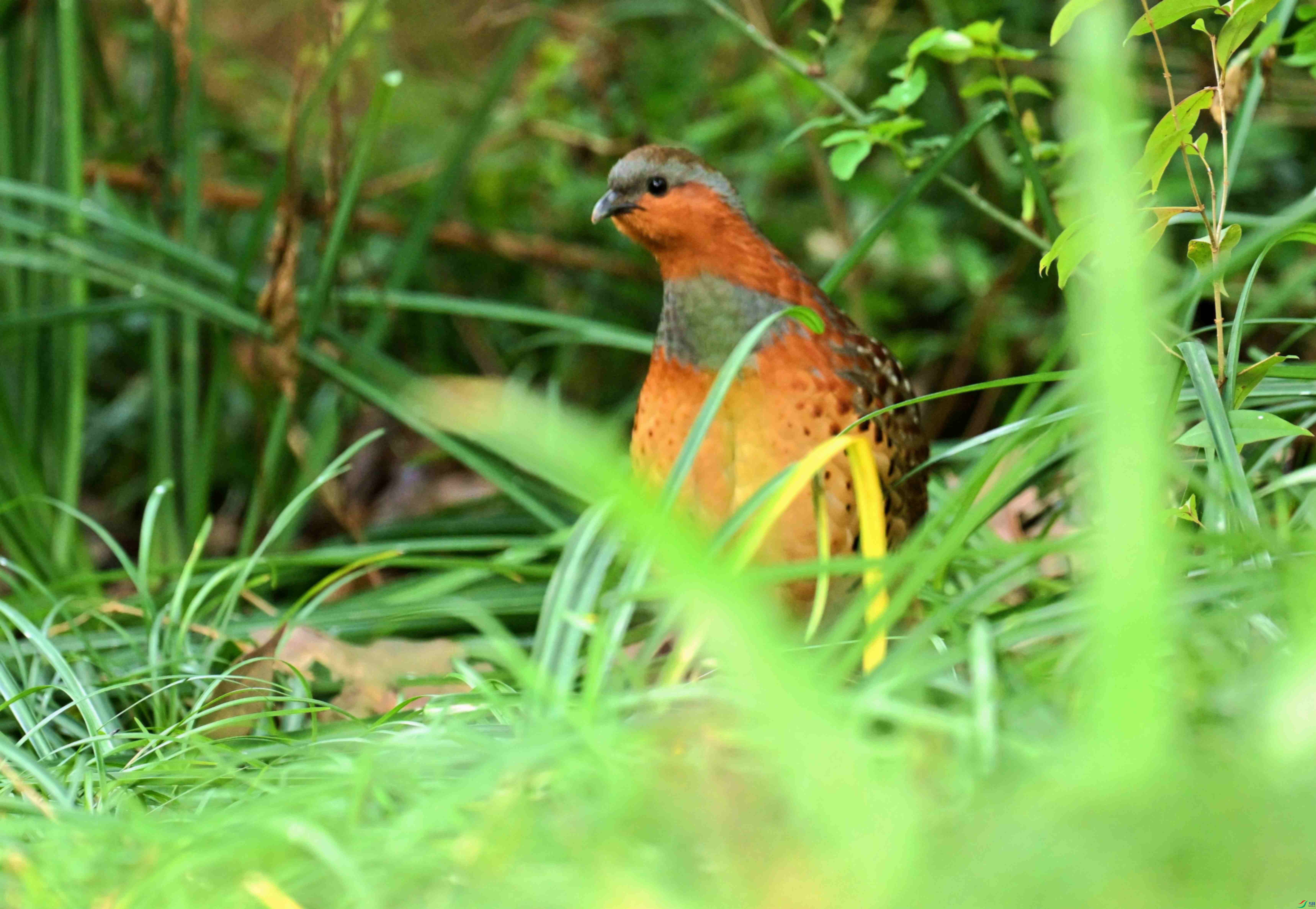 DSC_9708.jpg