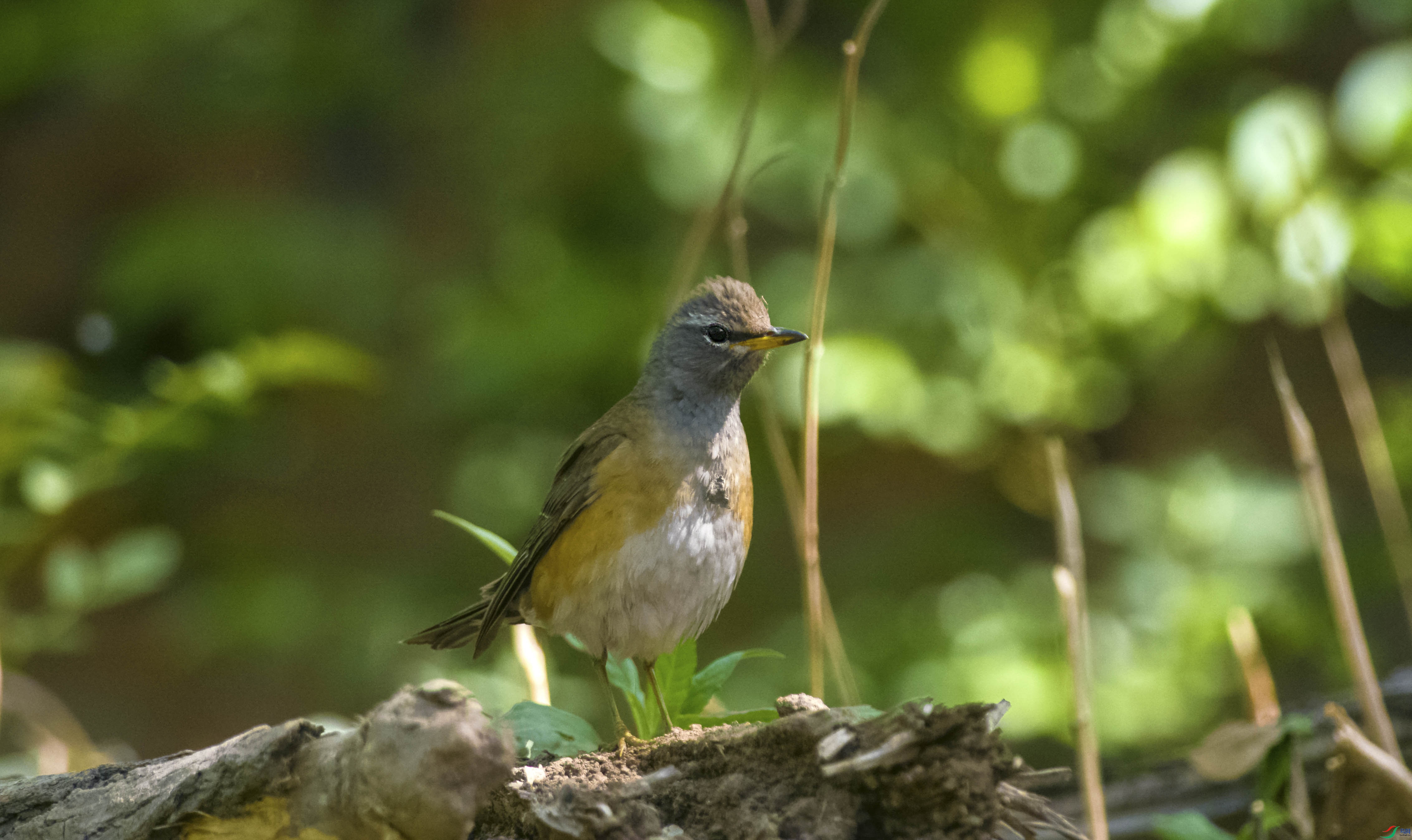 DSC_7353.jpg