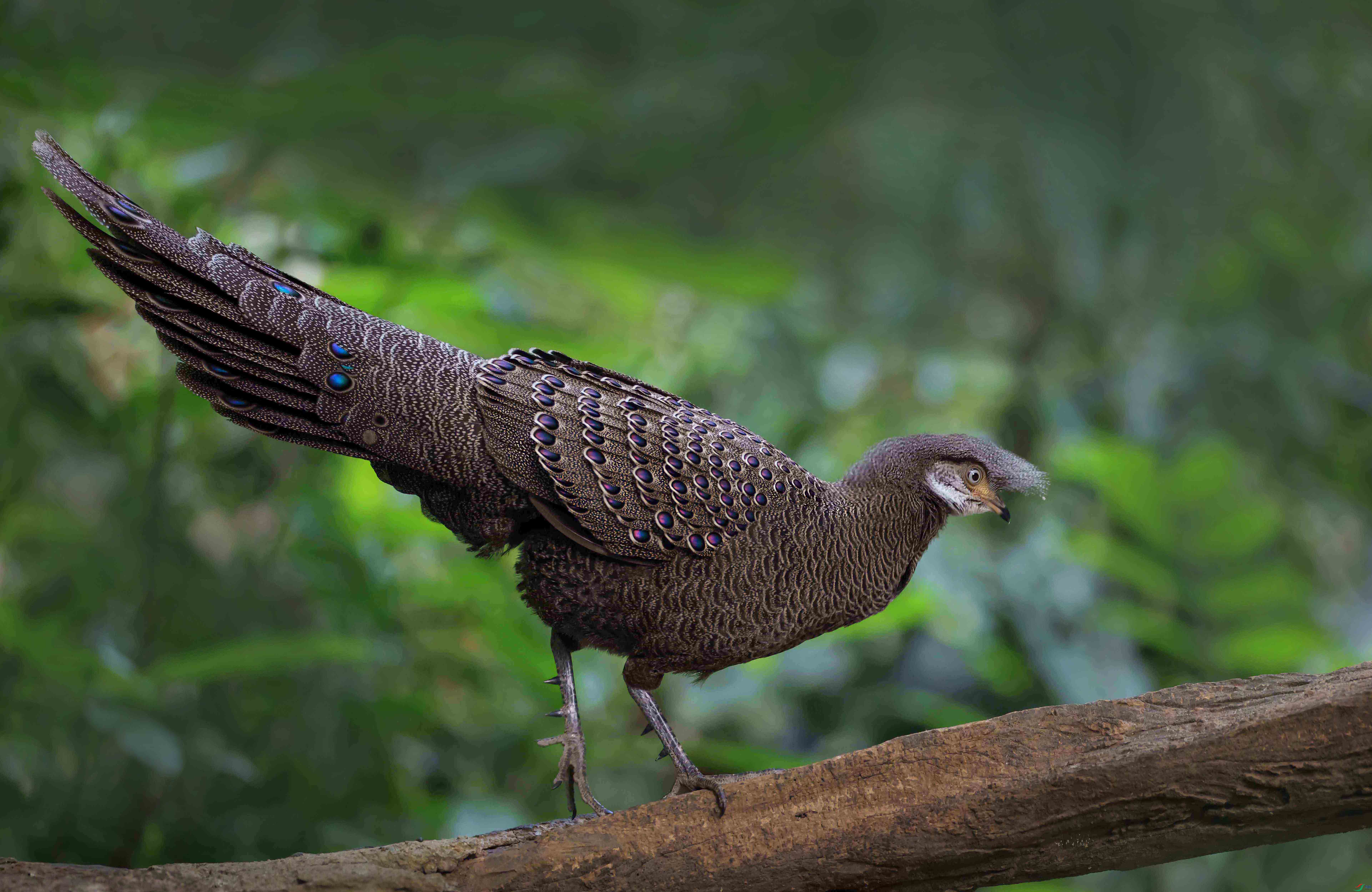 1-4L2A8124 ������ ����.jpg