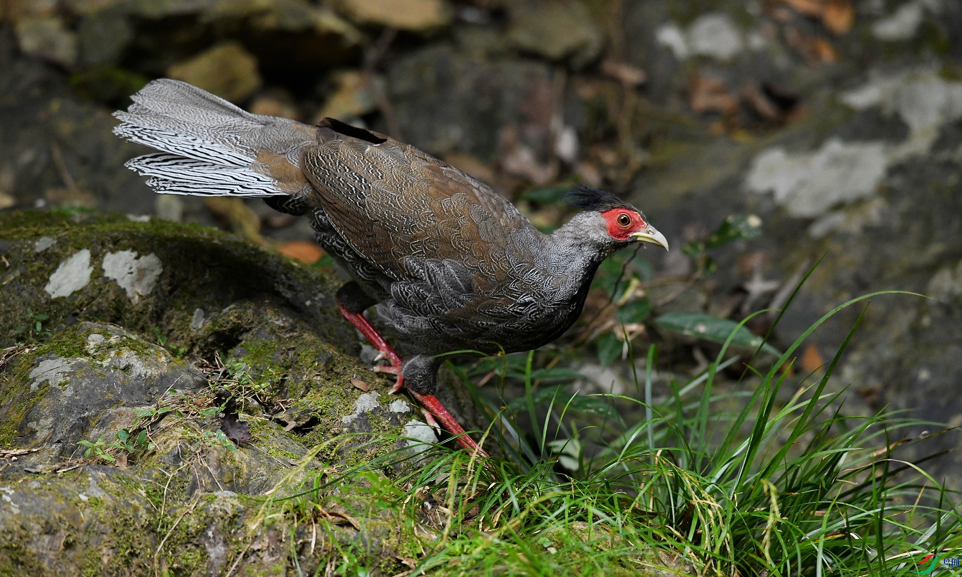 DSC_6338.jpg