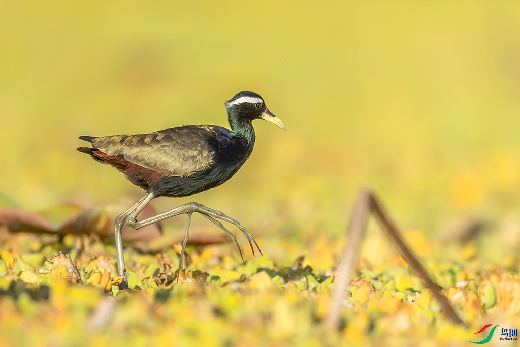 0F7A3535 ����.jpg