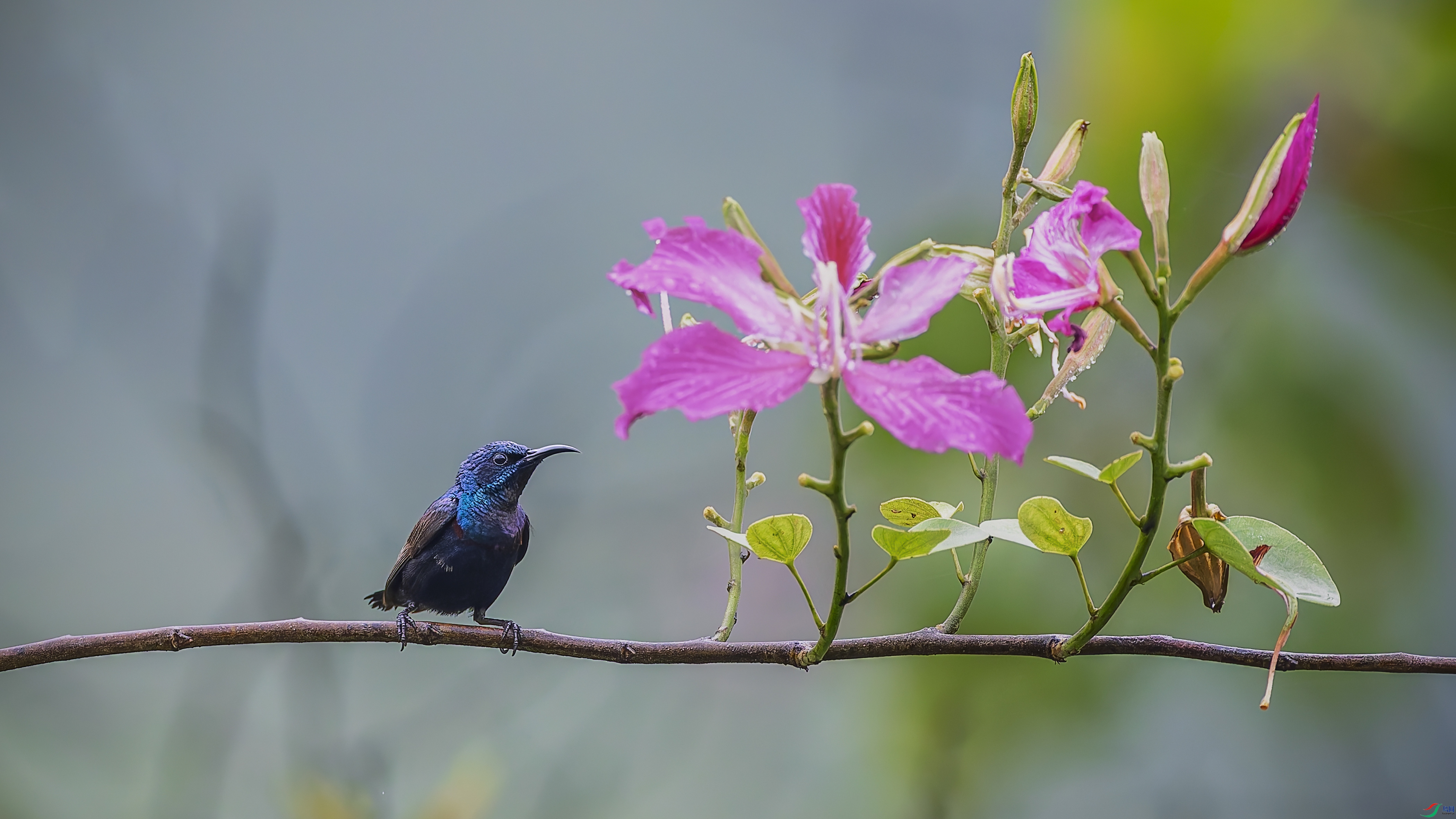 ��̽����