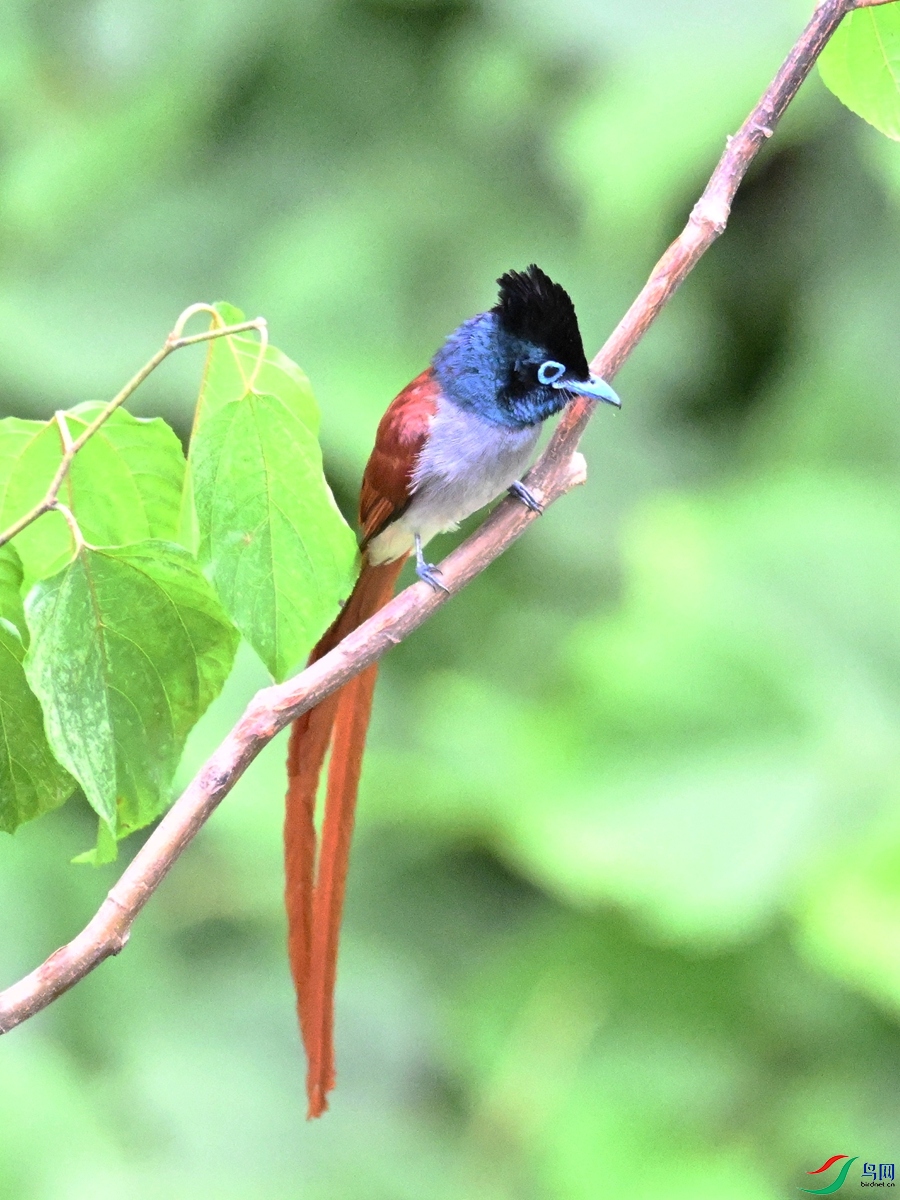 DSC_7384.JPG