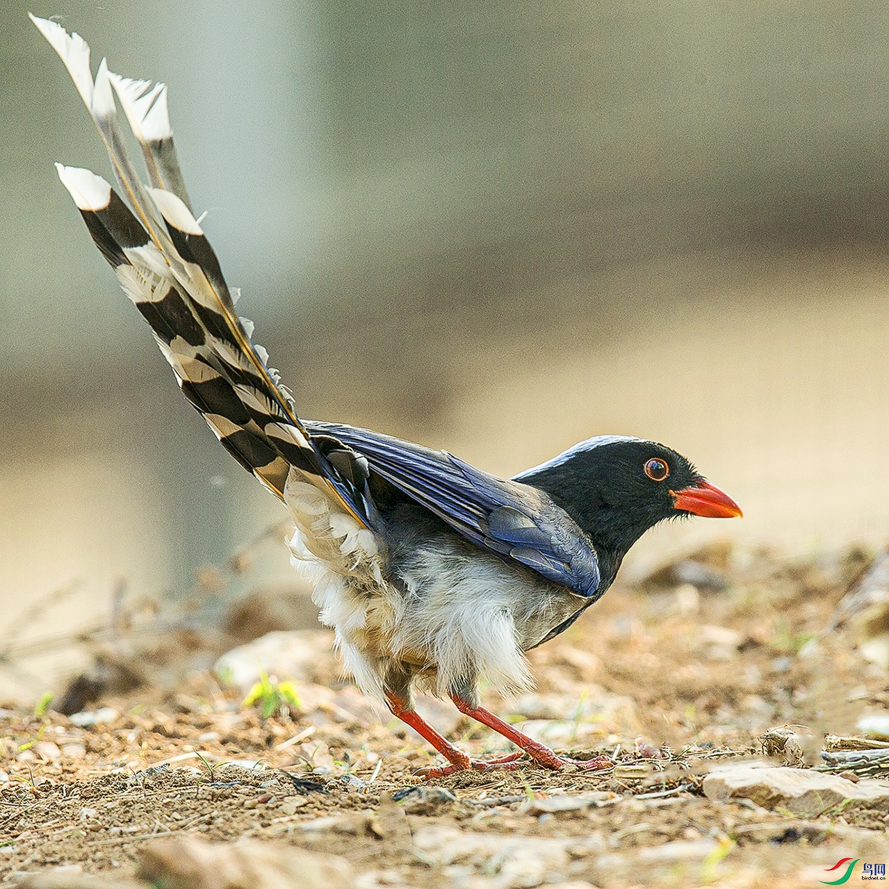 _MG_0378 ���� 2.jpg