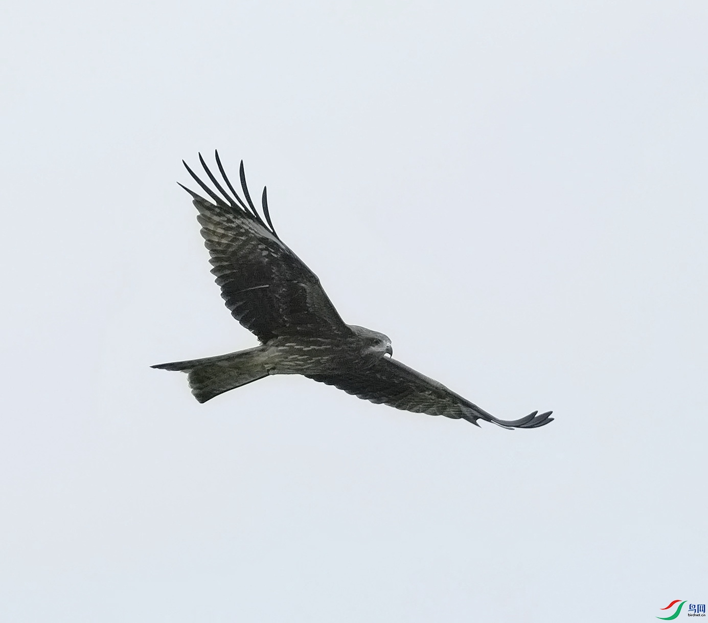 DSC08548_1.jpg