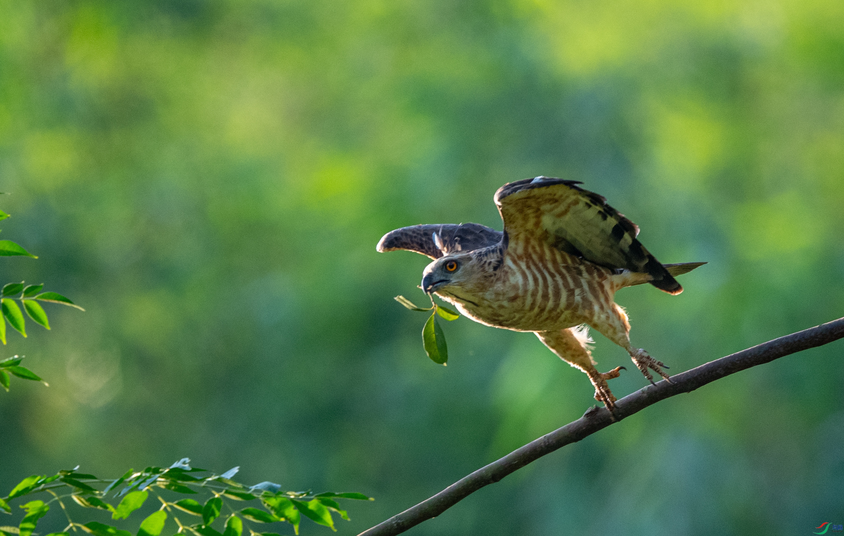 DSC_0991�ֹھ���.JPG