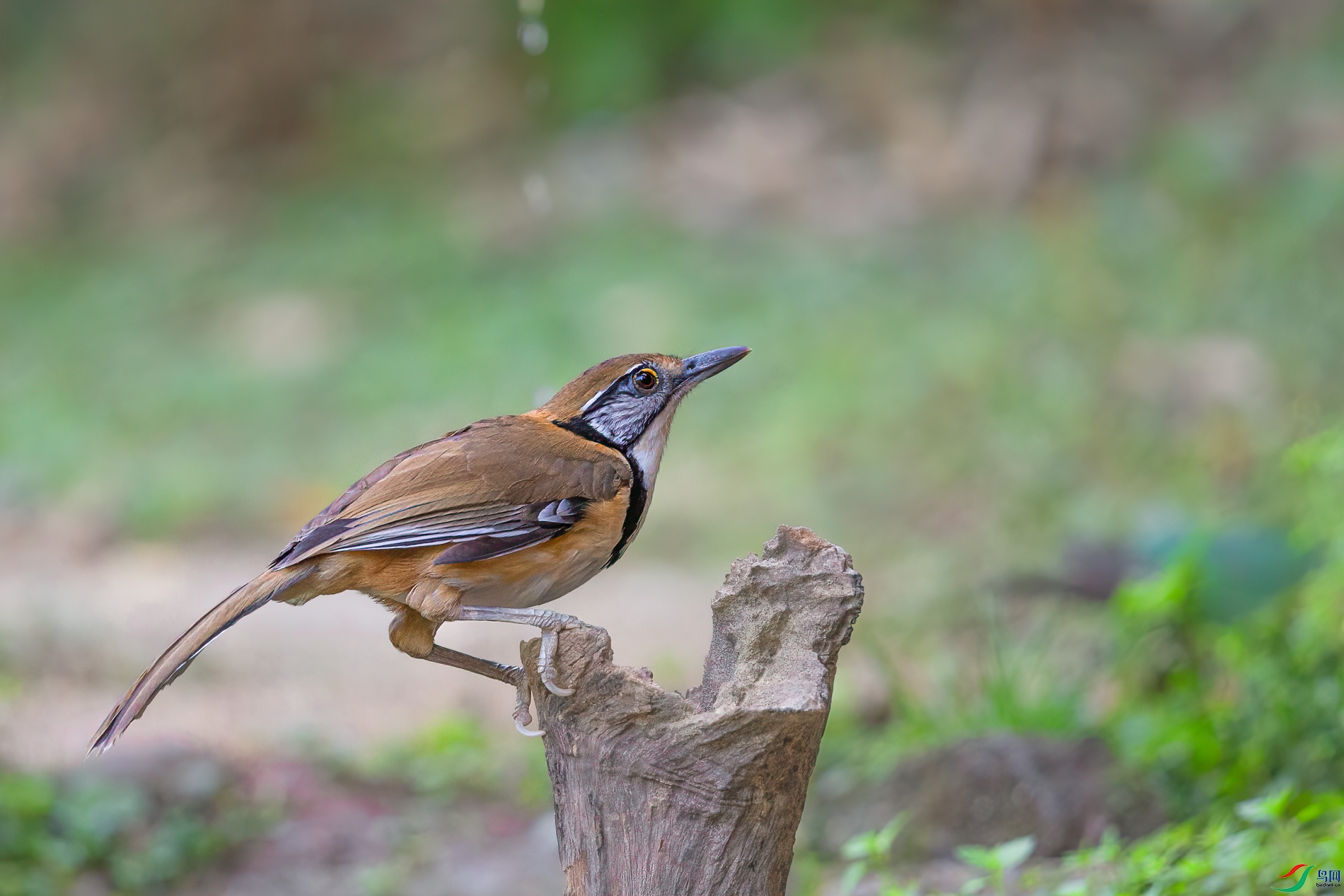 a_78904-1.jpg