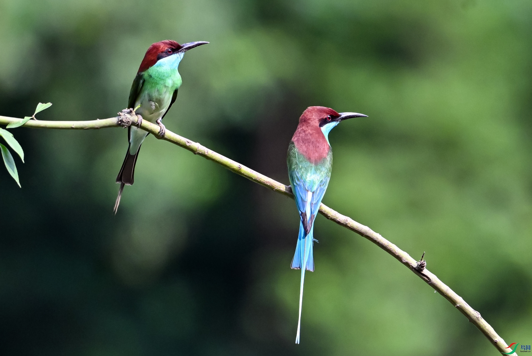 DSC_6823_conew1.jpg