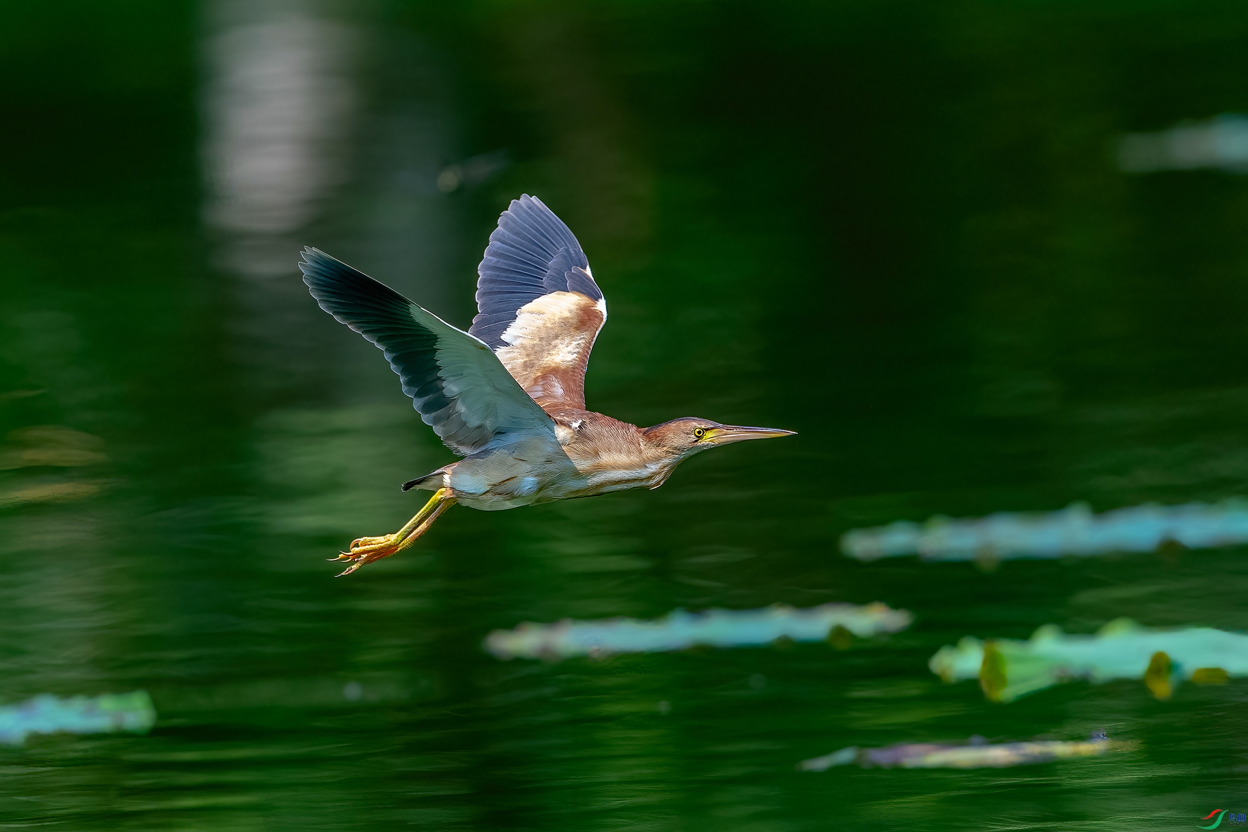 DSC_1578AB.jpg