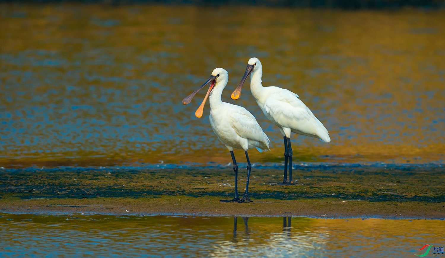 DSC_2274-0.jpg