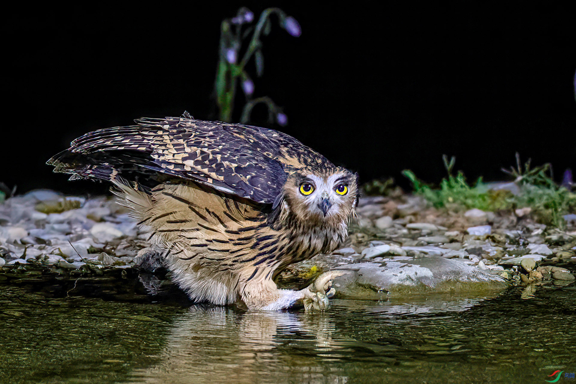 AS7I6603 ����-Sh----11  .jpg