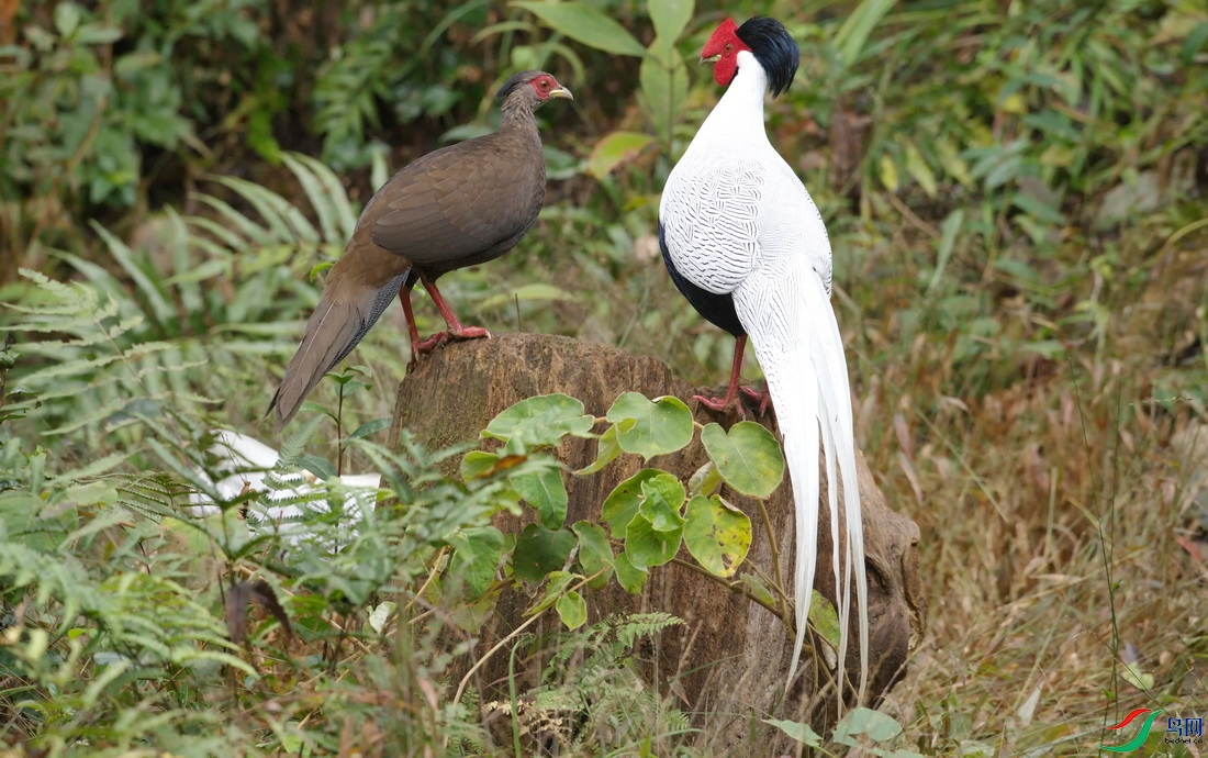 _DSC5 (1)zx_������С.jpg