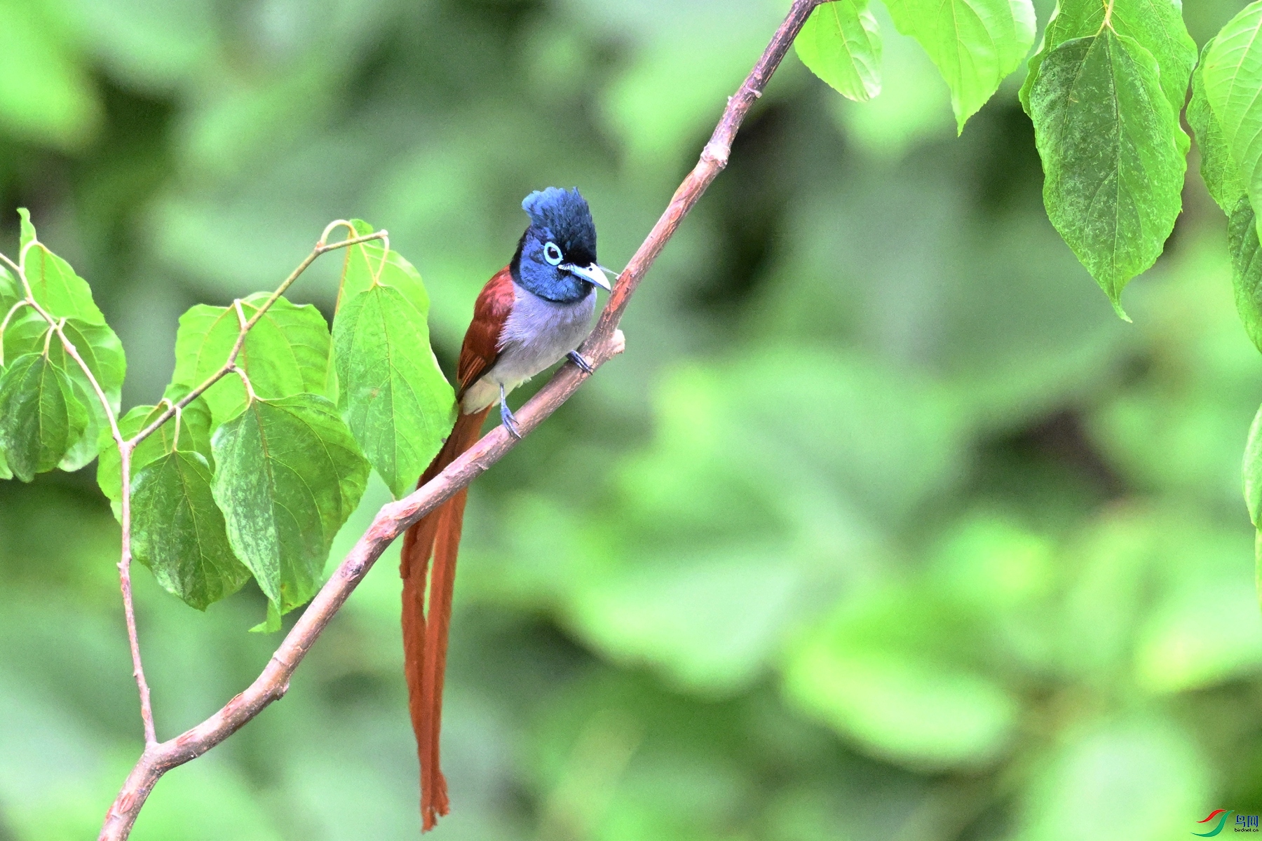 DSC_7411.JPG