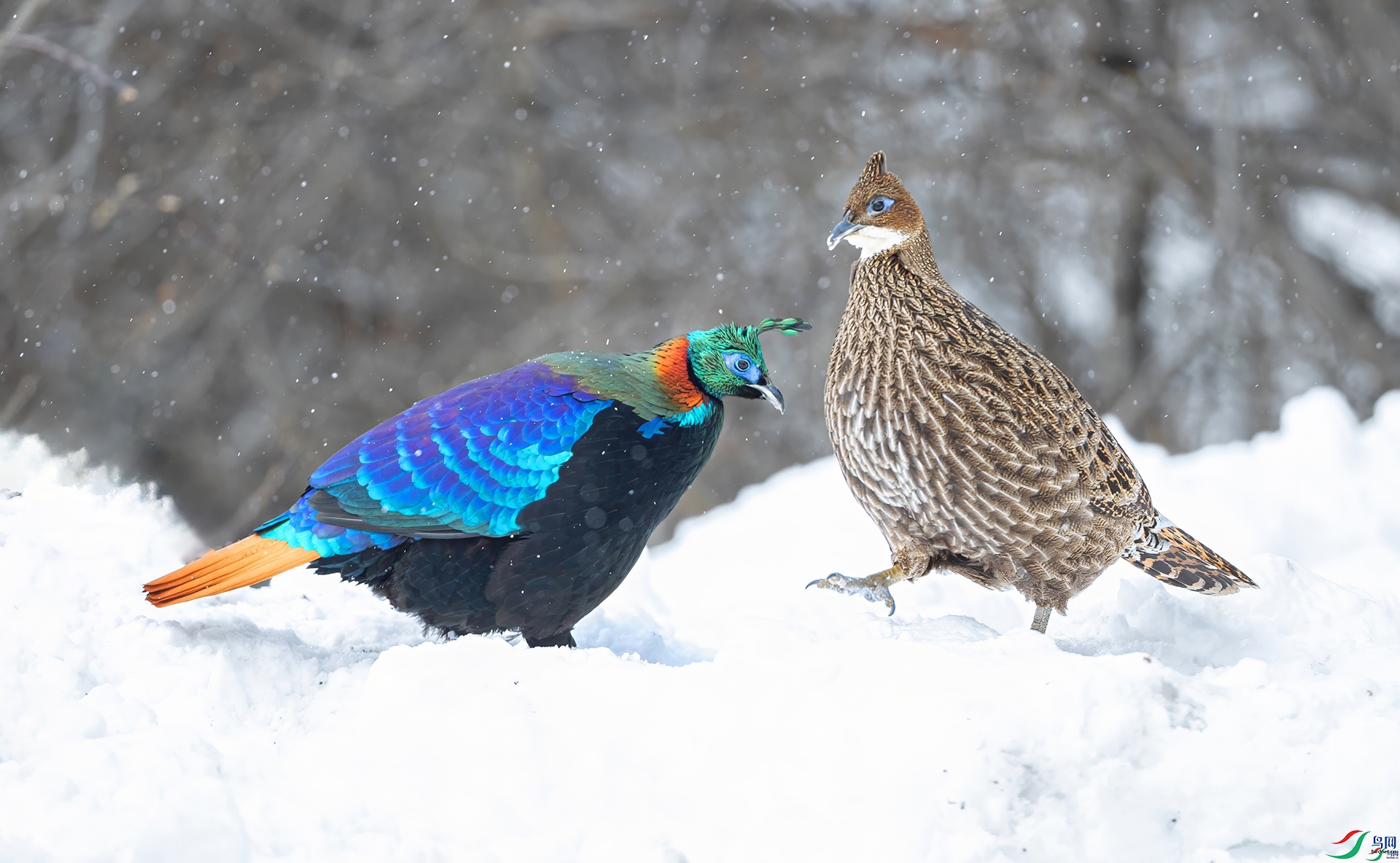 115857acydk0ya7lyc03as ����.jpg