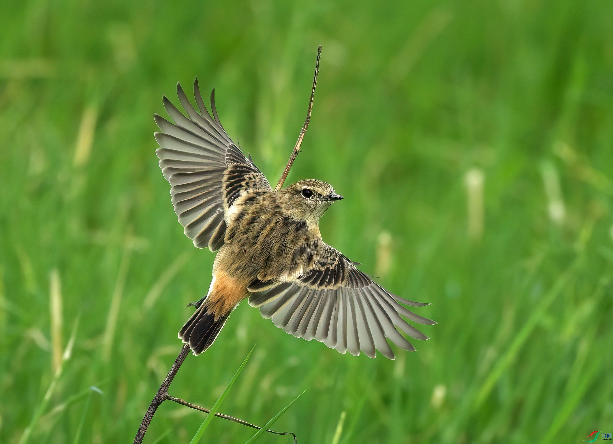 DSCF8837-Dsp.jpg