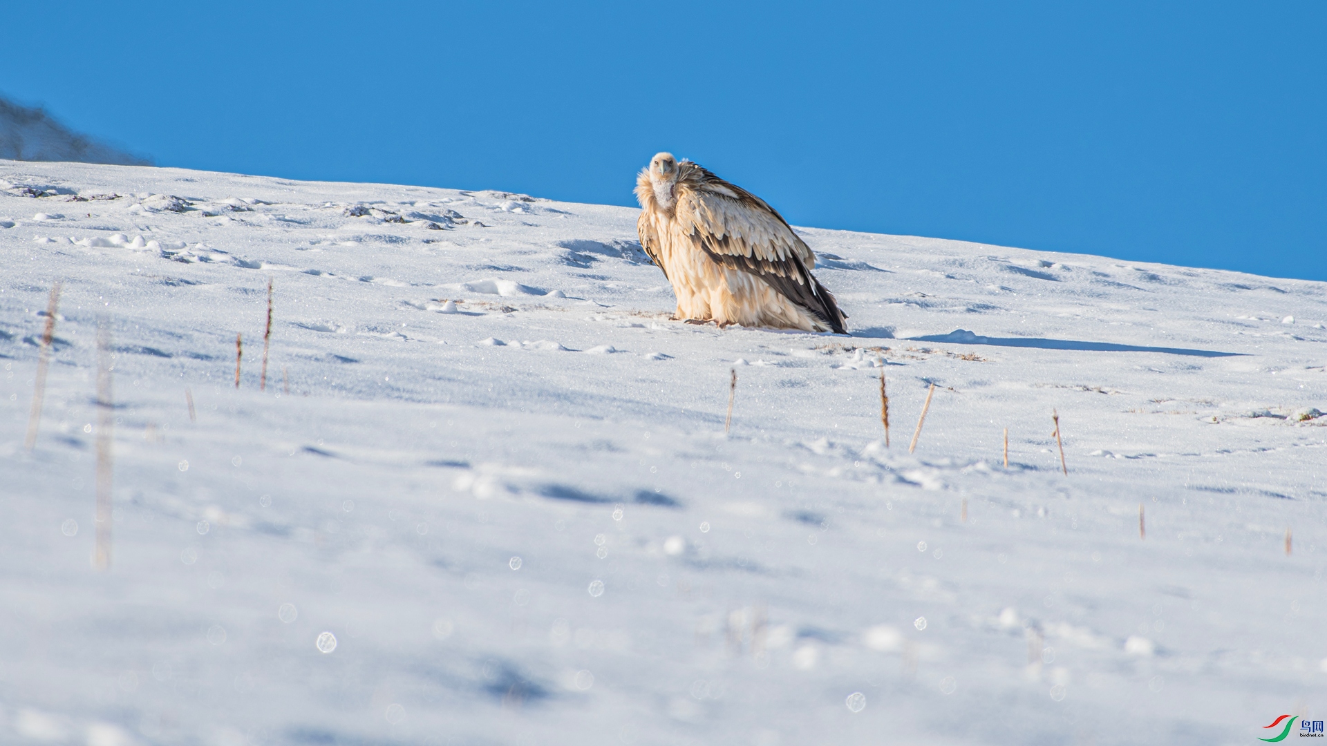 _DSC8528 ����_����.jpg