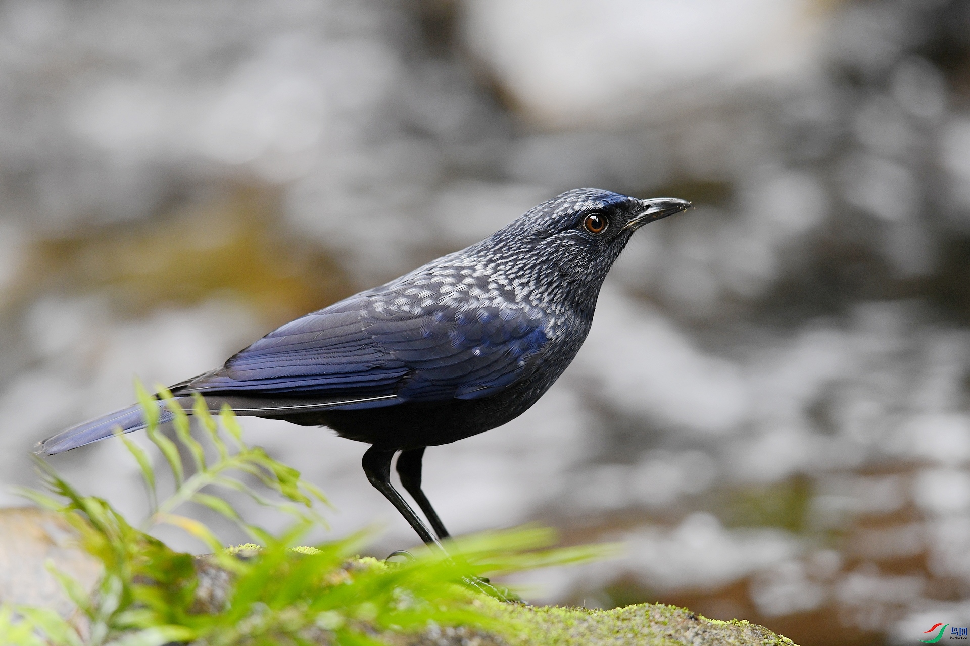 DSC_6237.jpg