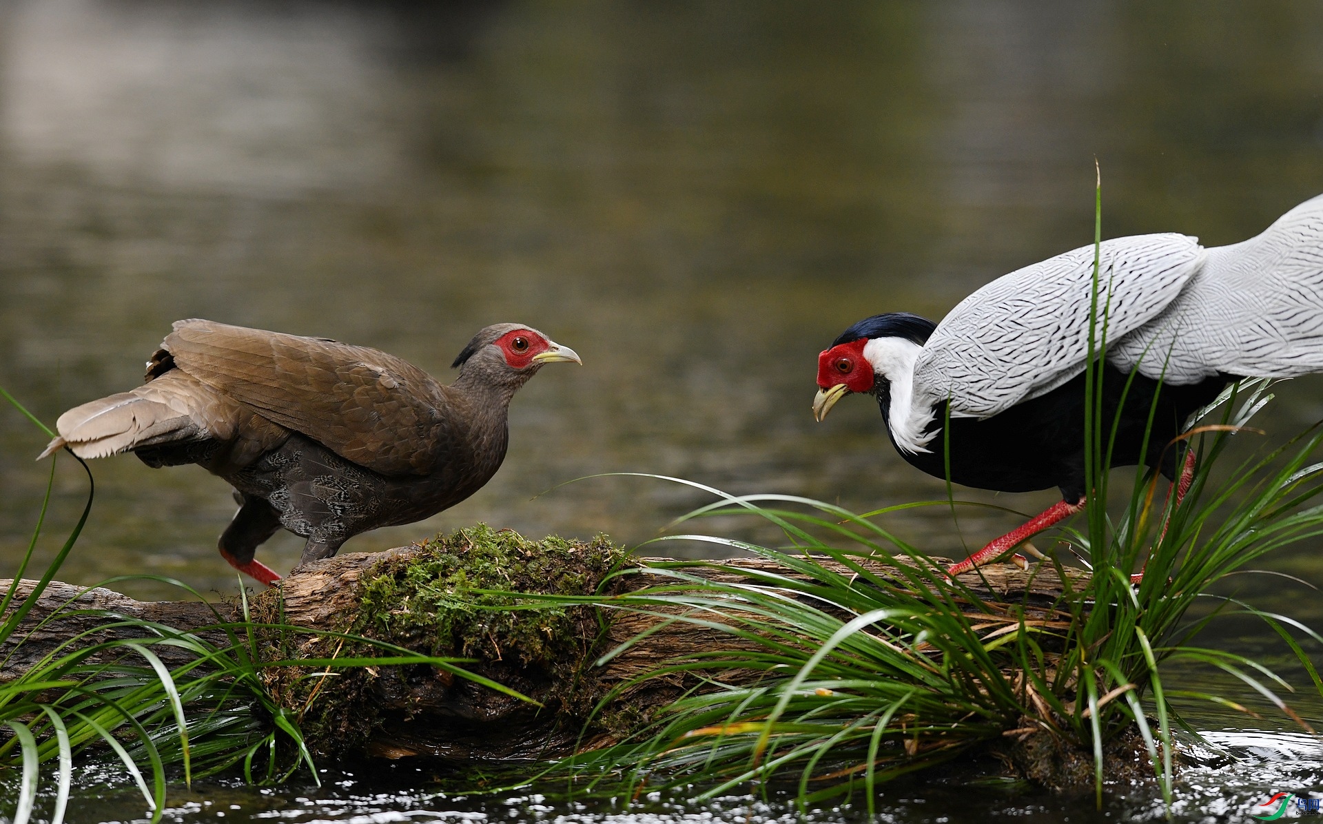 DSC_5341.jpg