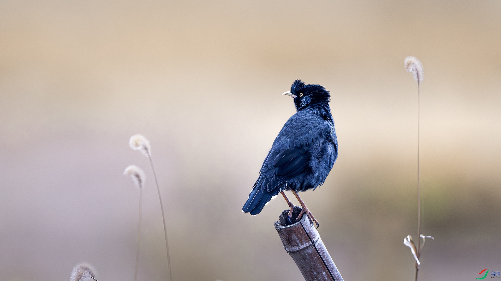 DSC_7112-����ǿ-NR ����.jpg