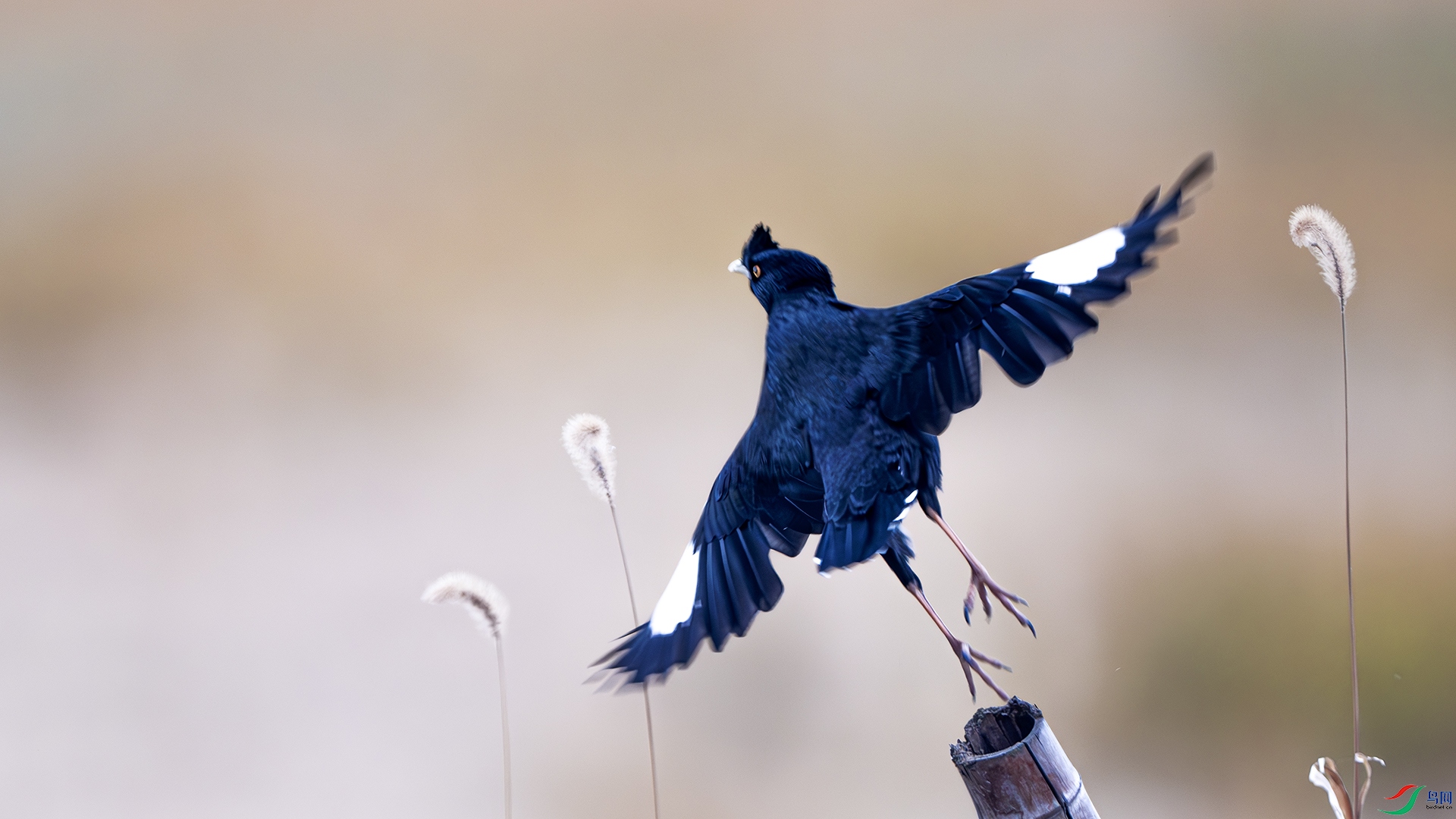 DSC_7116-����ǿ-NR ����.jpg