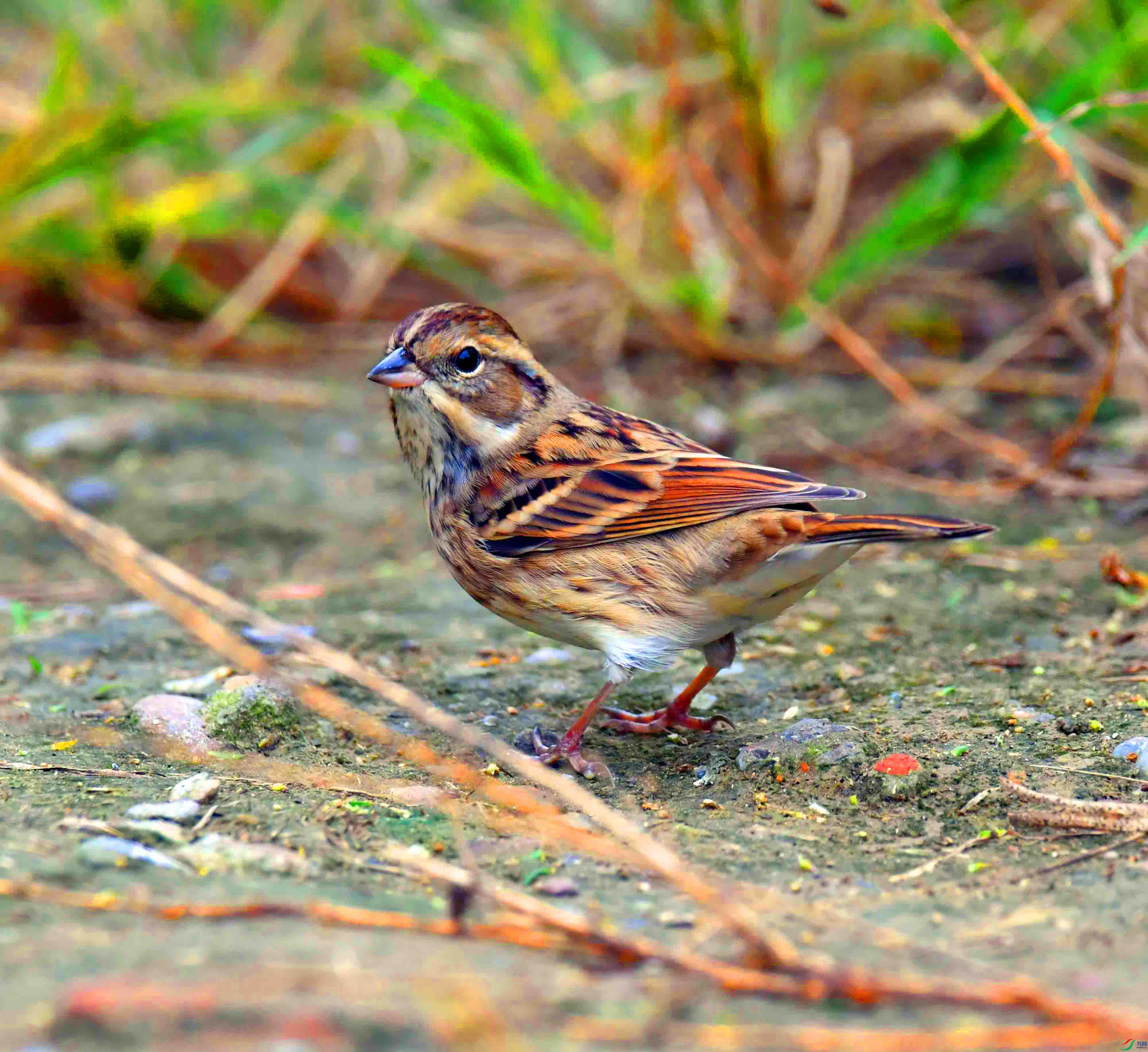 DSC_3917.JPG