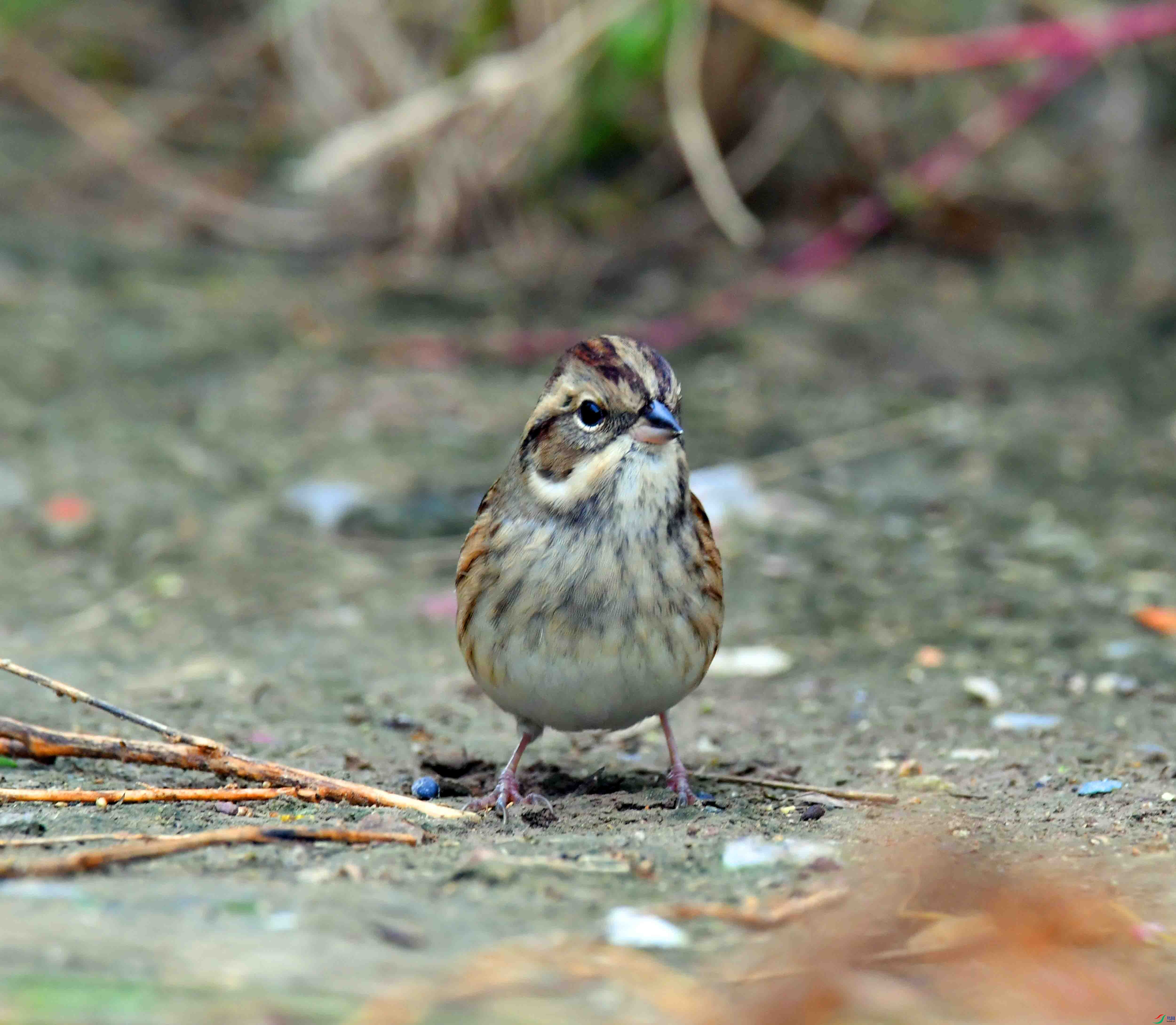 DSC_4006.JPG