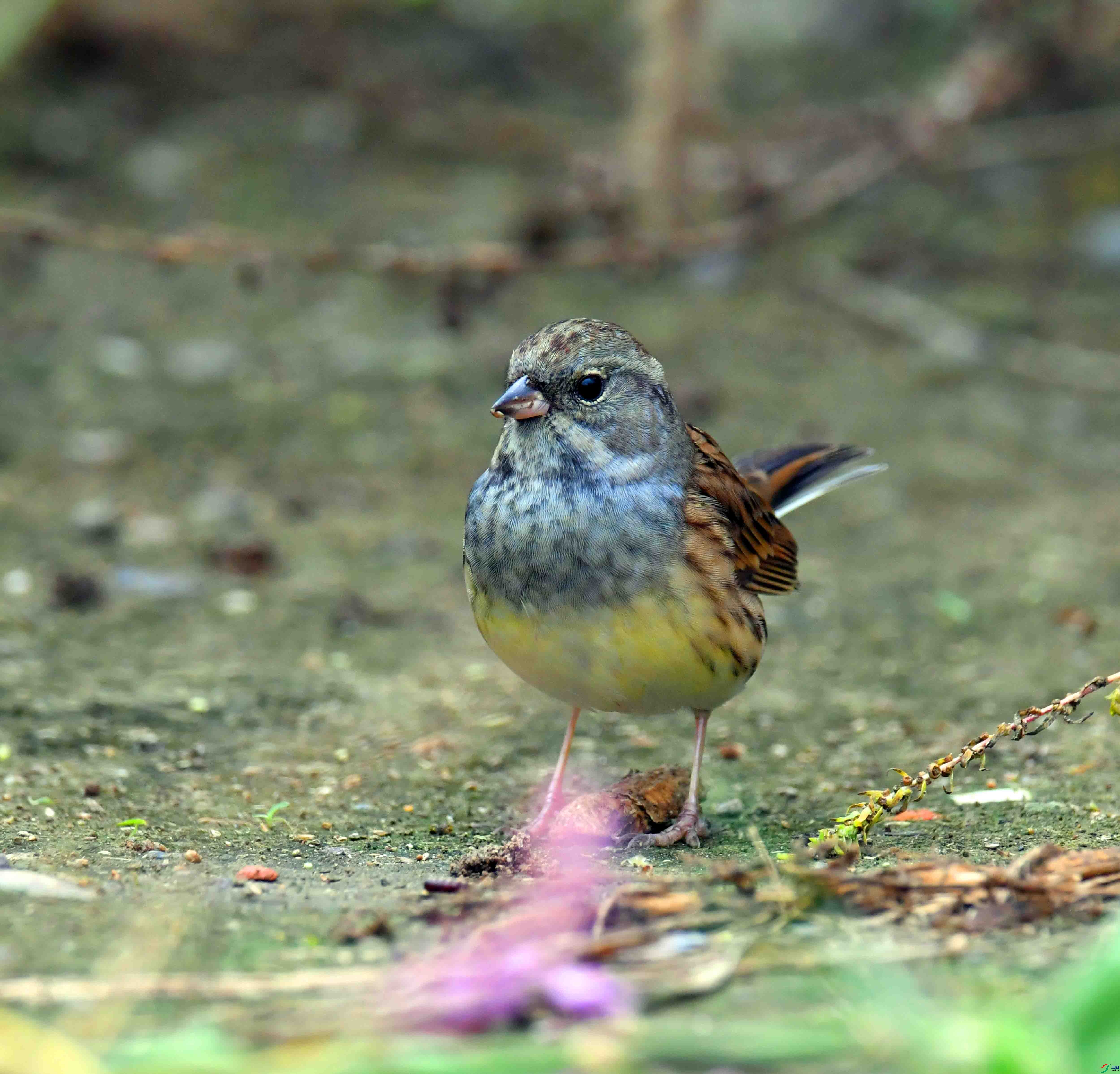 DSC_4077.JPG
