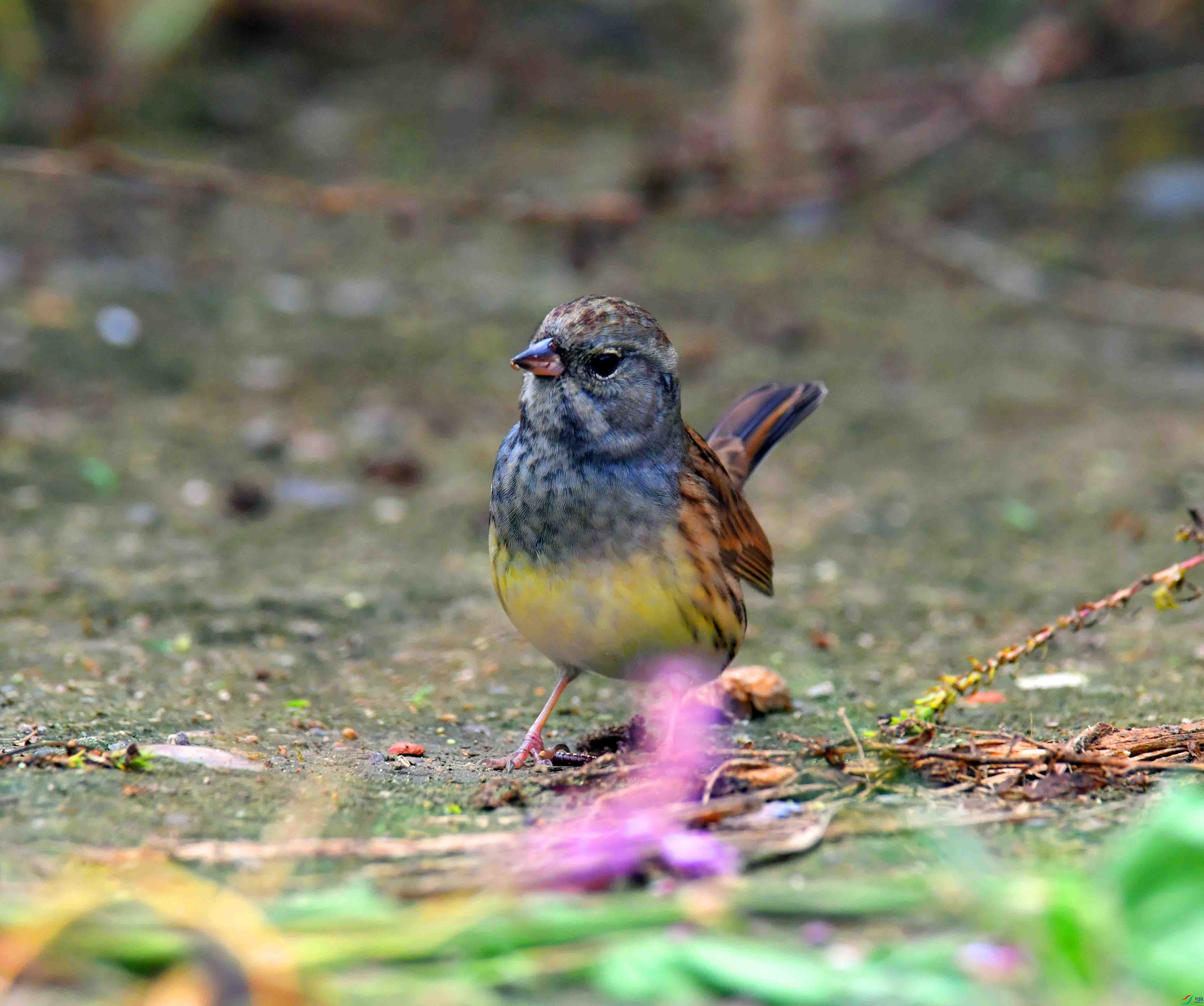 DSC_4079.JPG