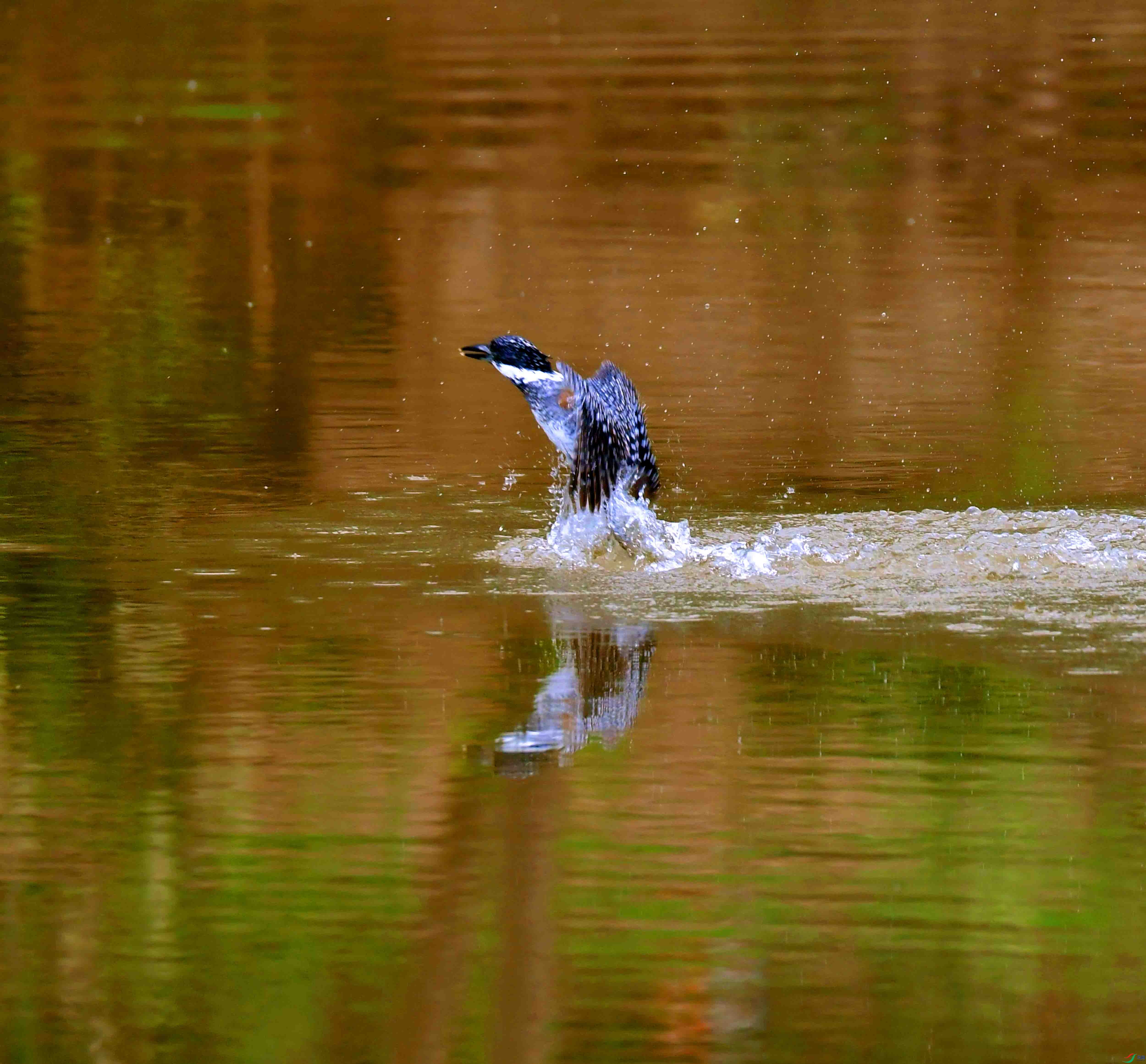 DSC_6985.JPG