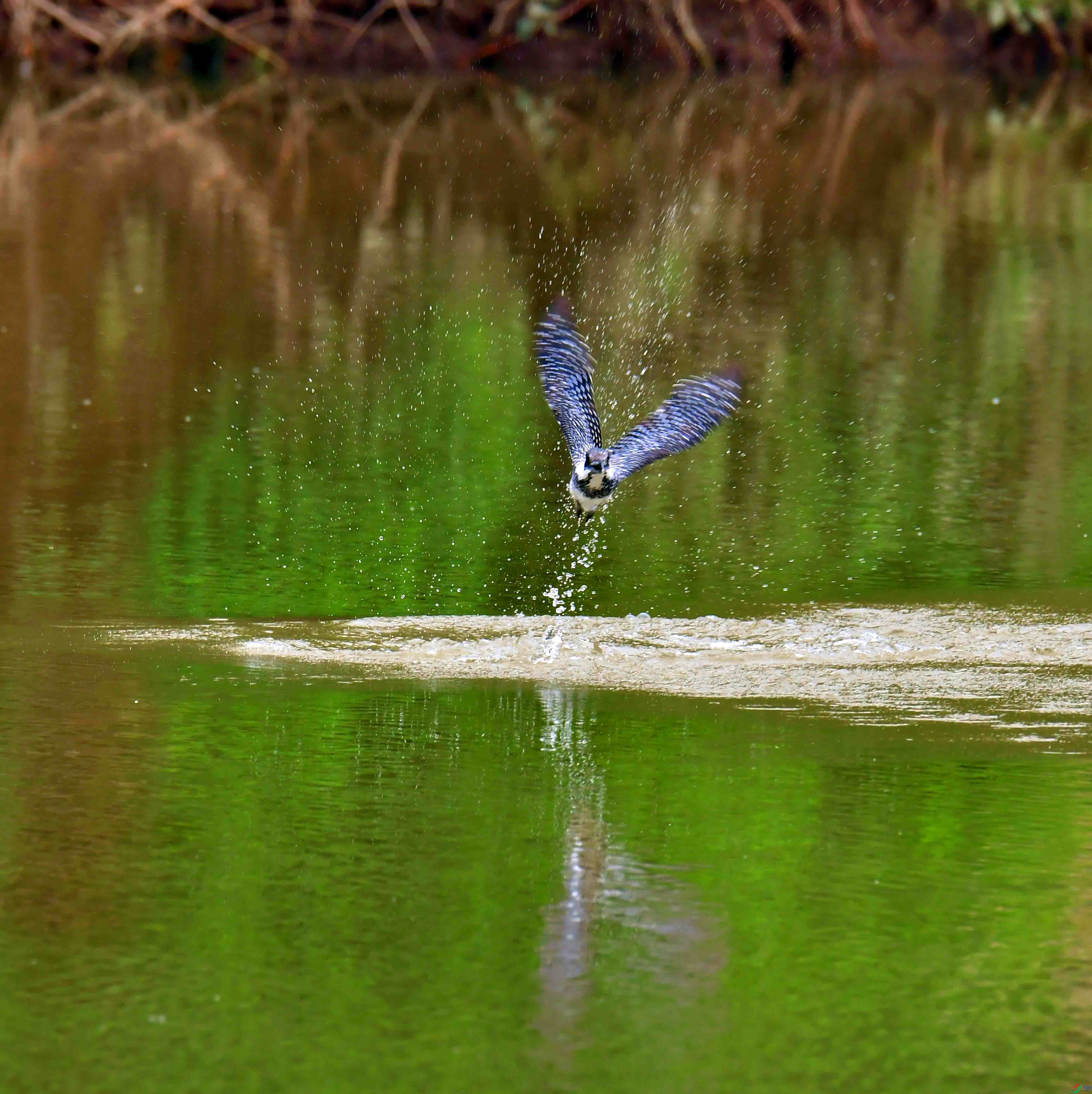 DSC_7055.JPG