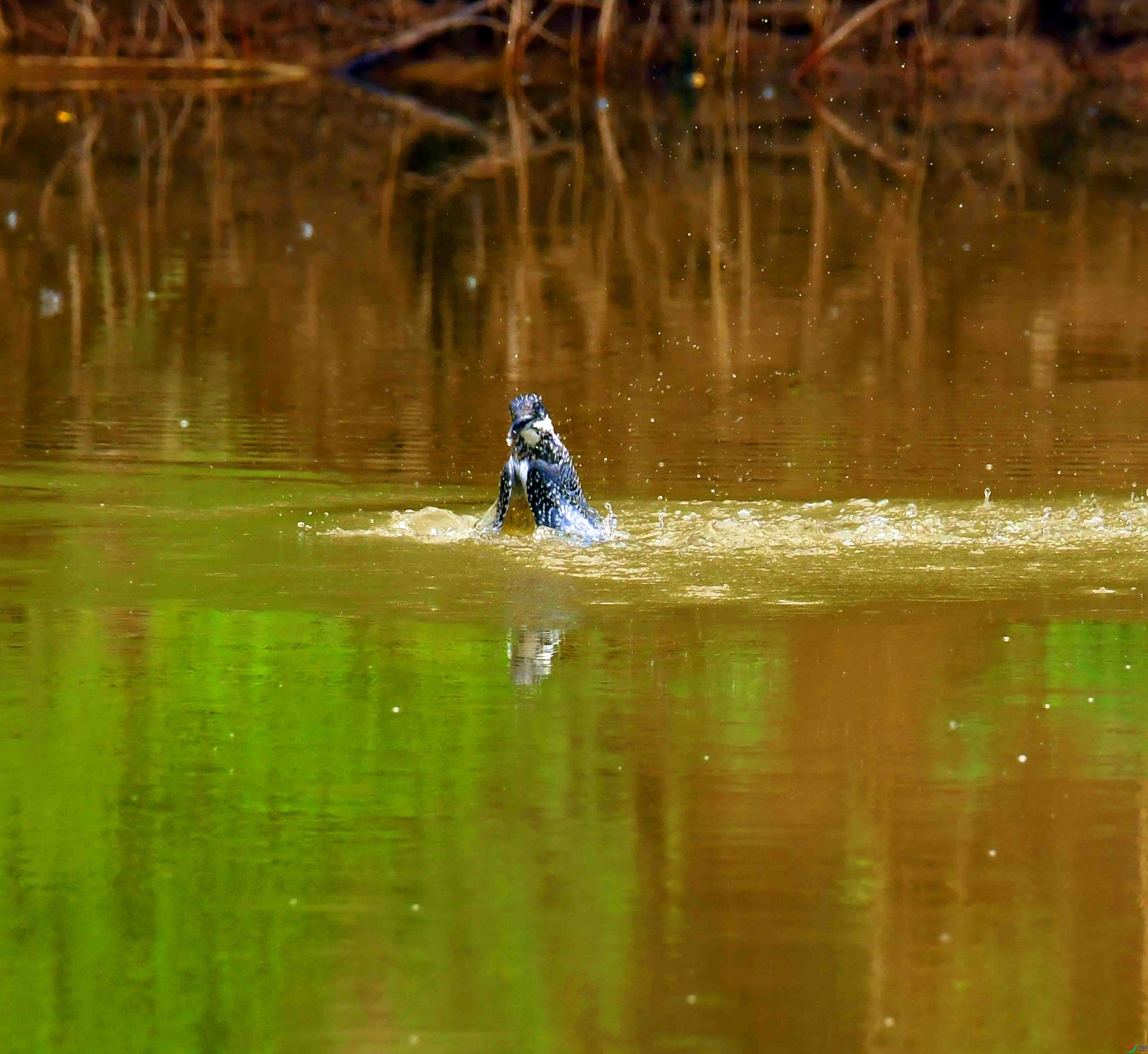 DSC_7125.JPG