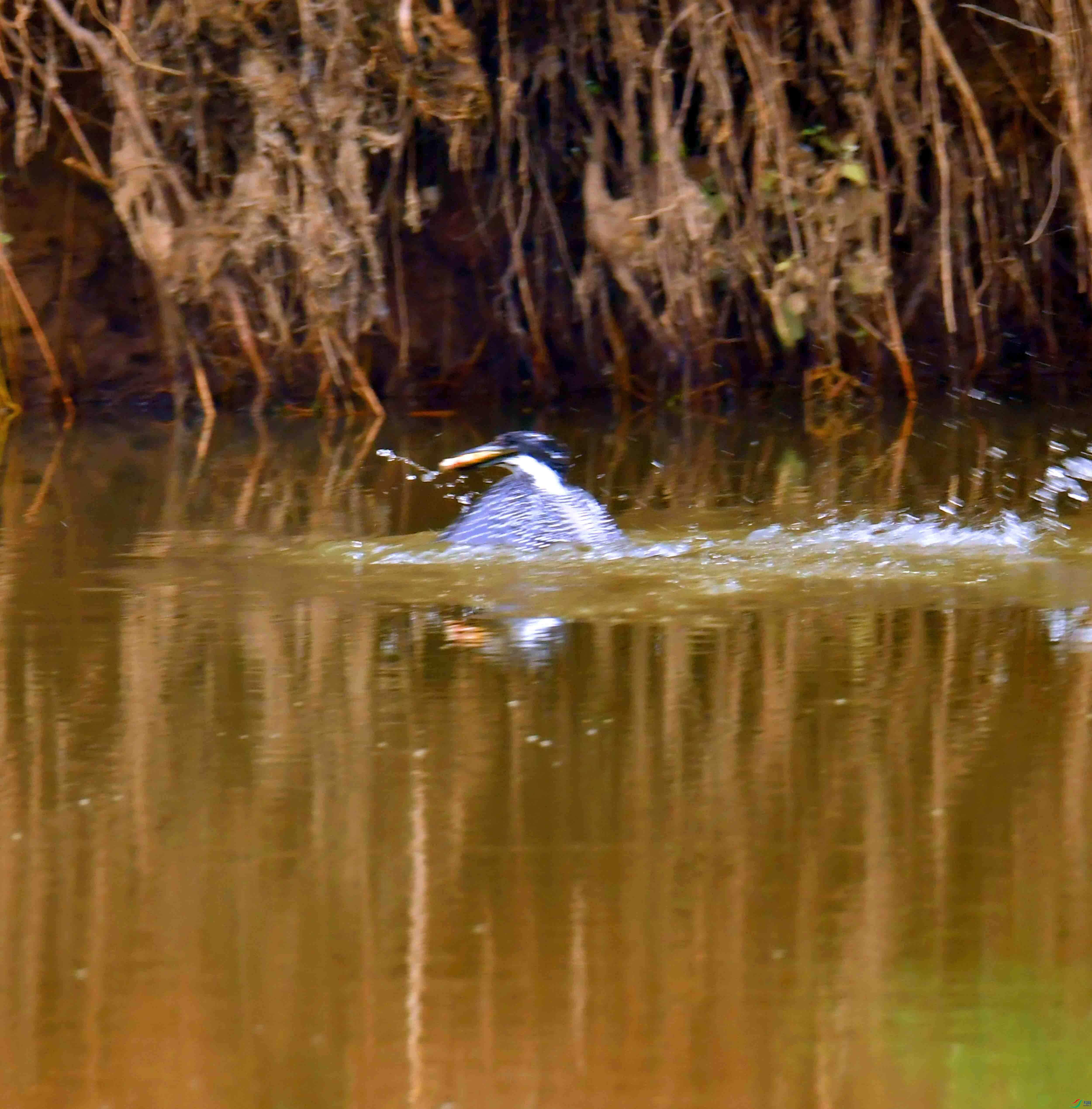 DSC_7773.JPG