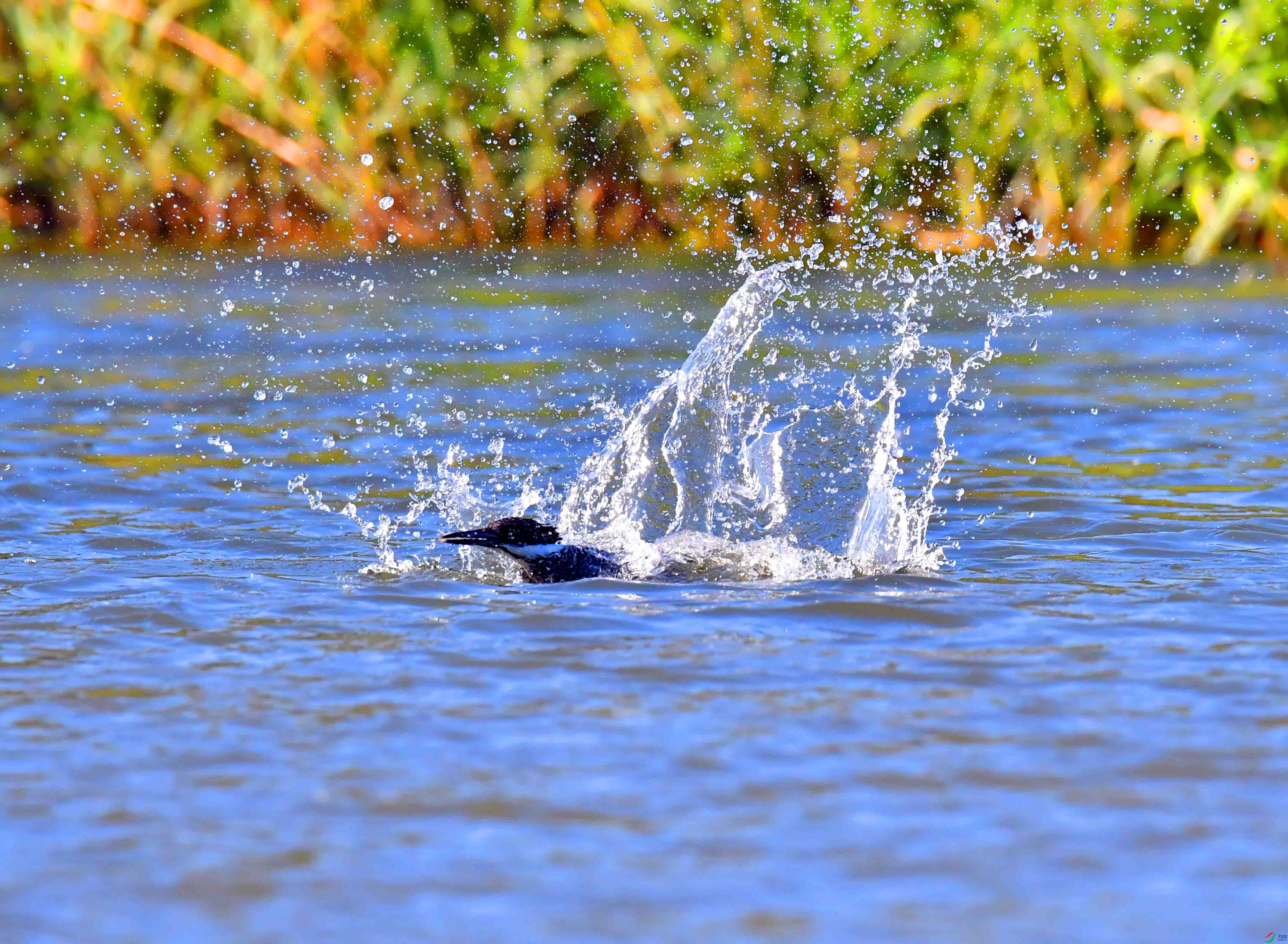DSC_9245.JPG