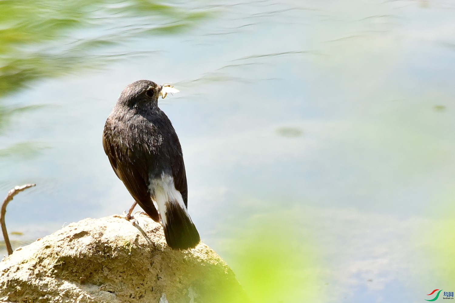DSC_7527.JPG