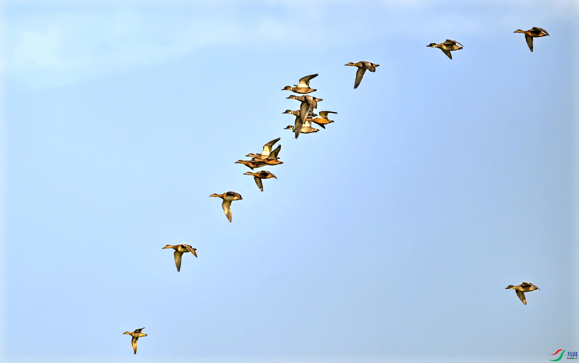 DSC_2896_conew1.jpg