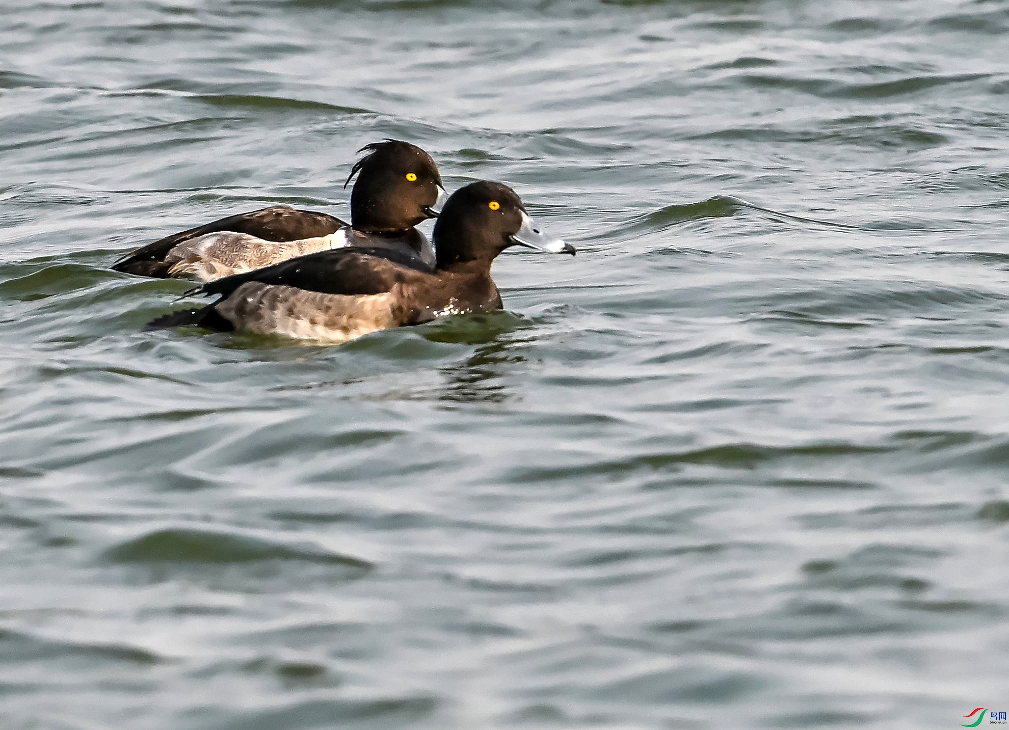 DSC_7559_conew1.jpg